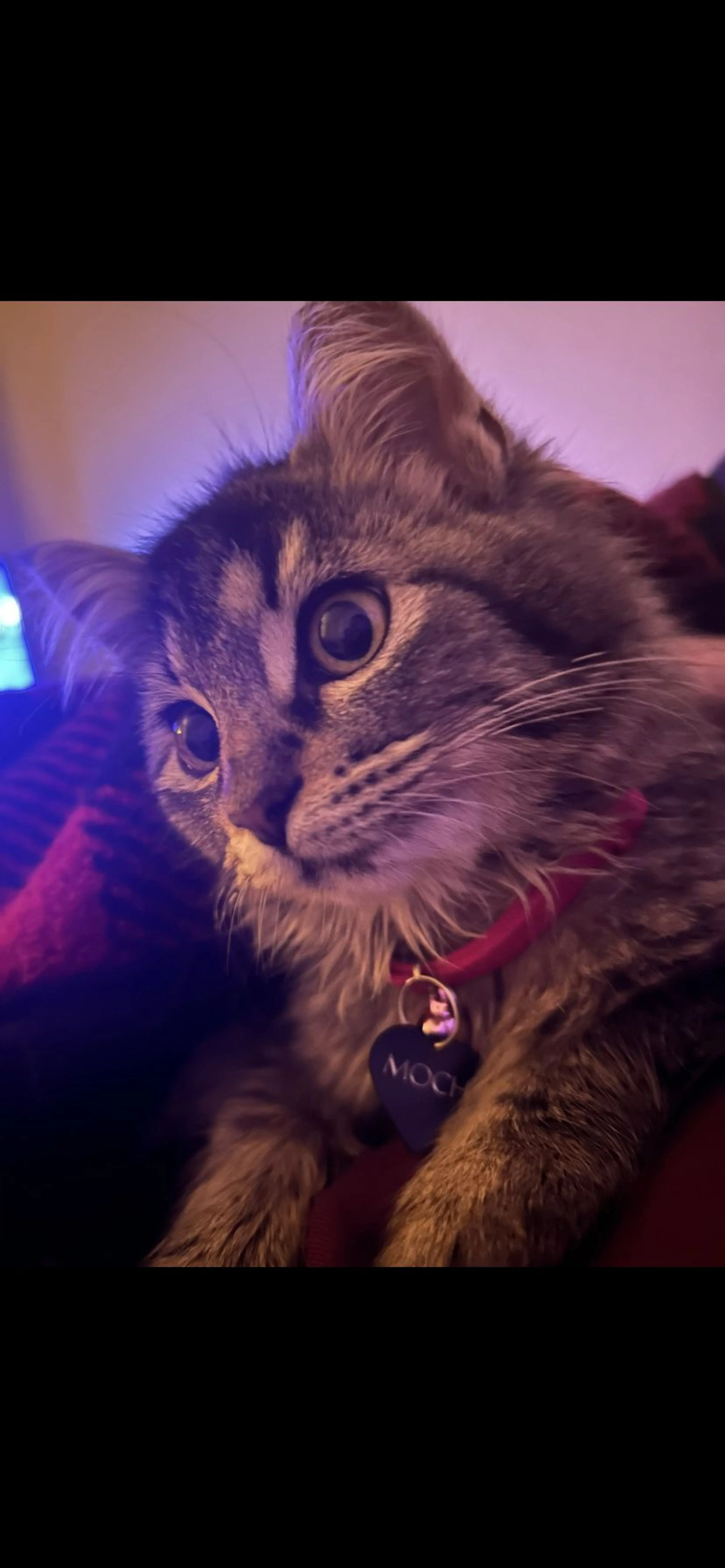 Lost pet-0