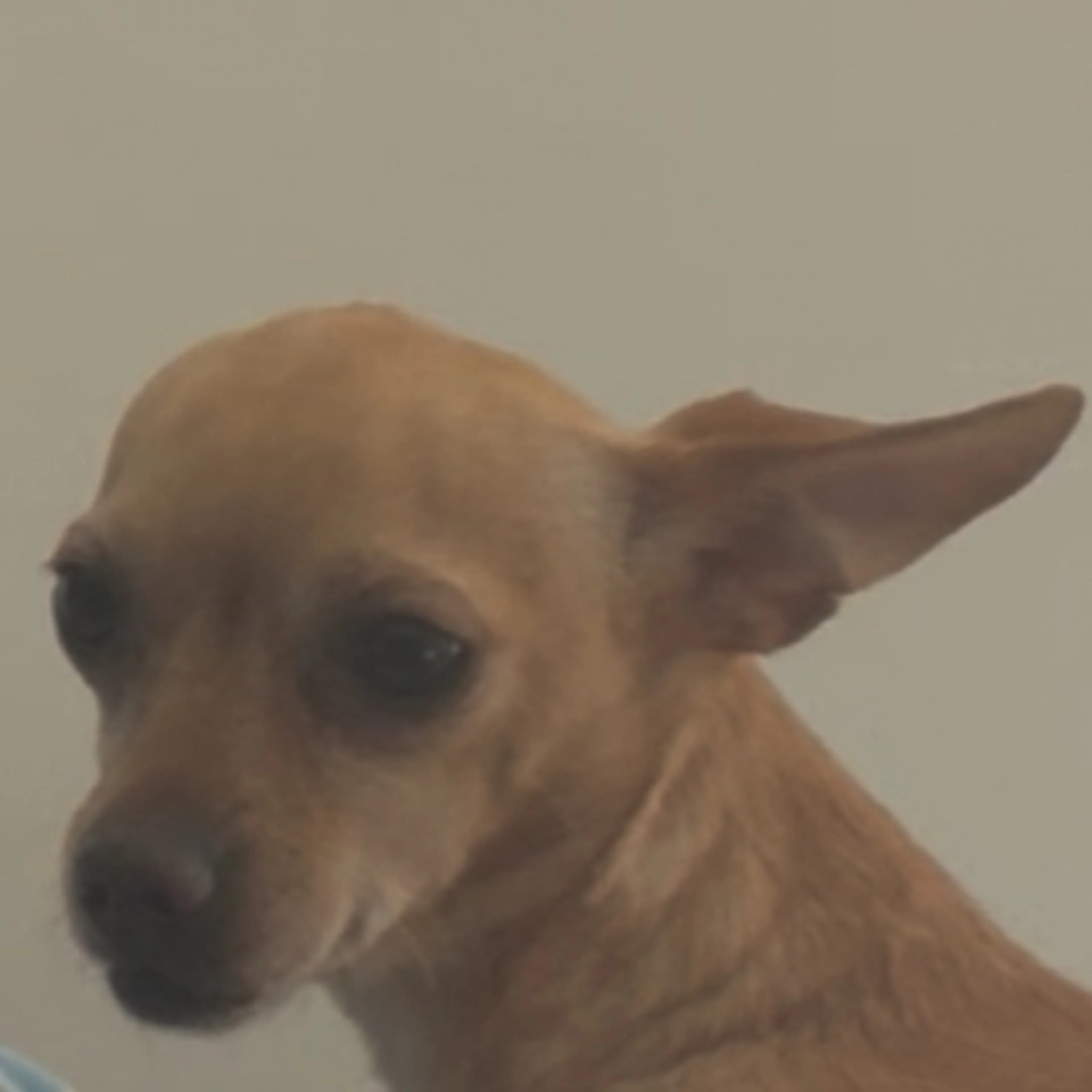 Lost pet