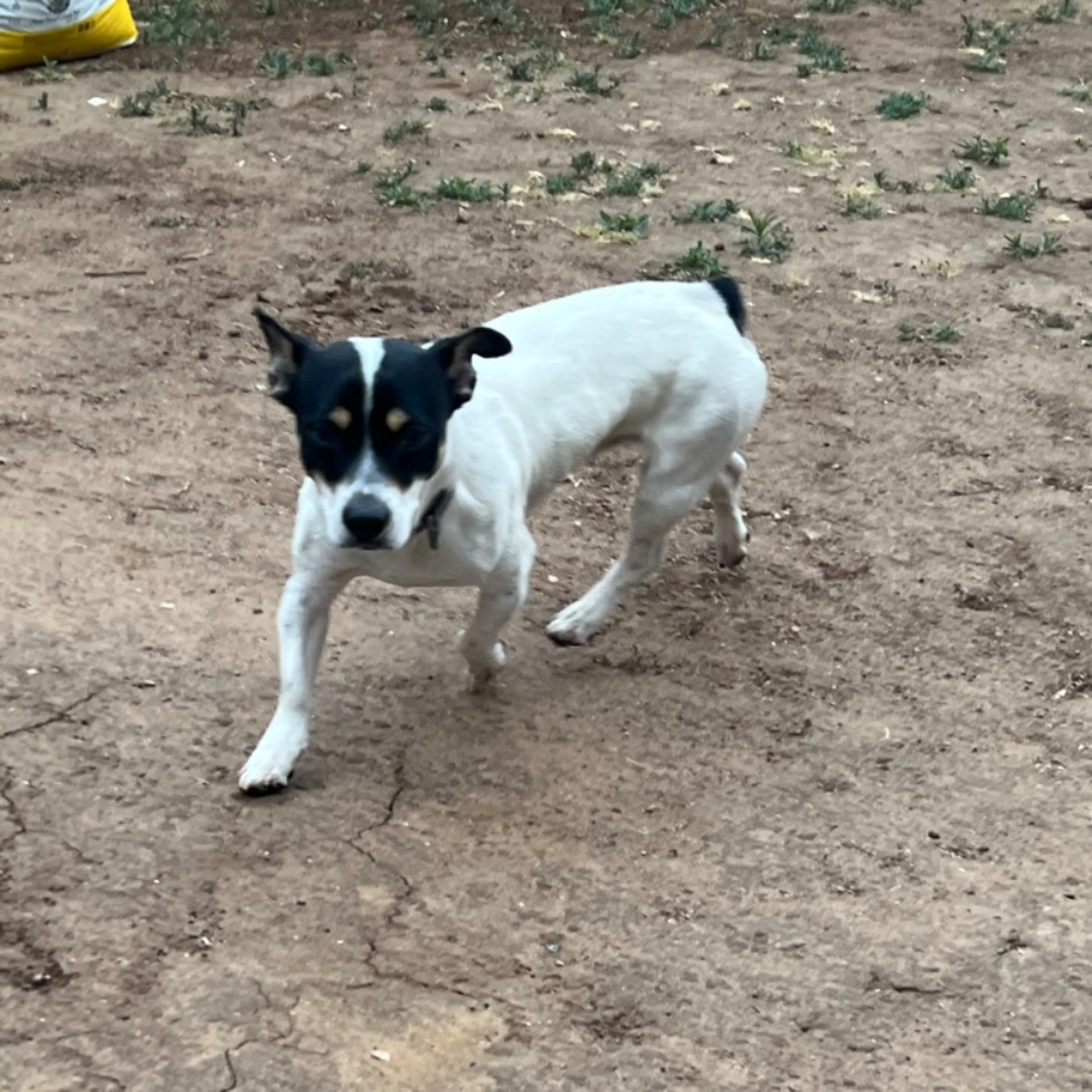 Found pet