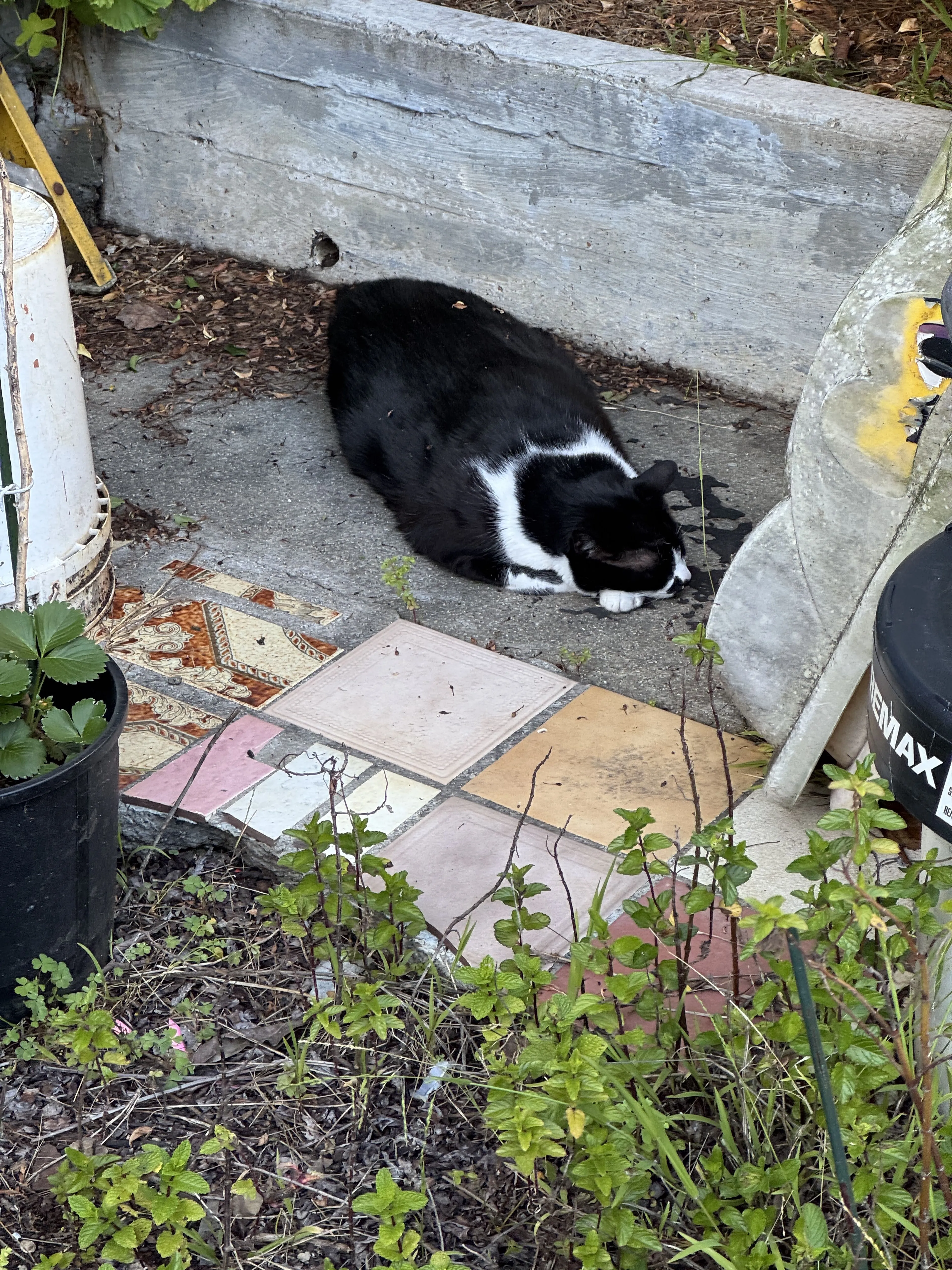 Lost pet-0