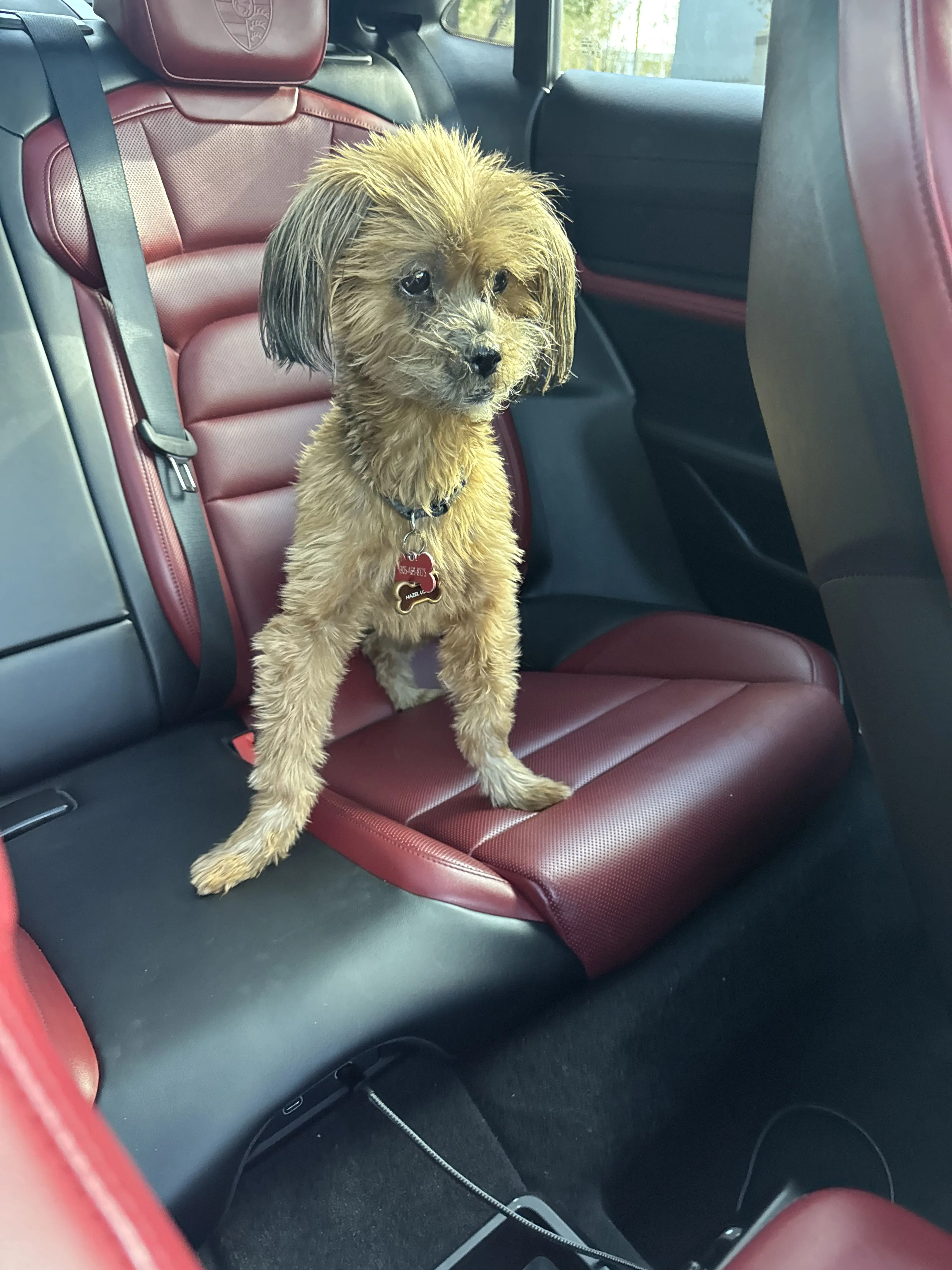Lost pet-0