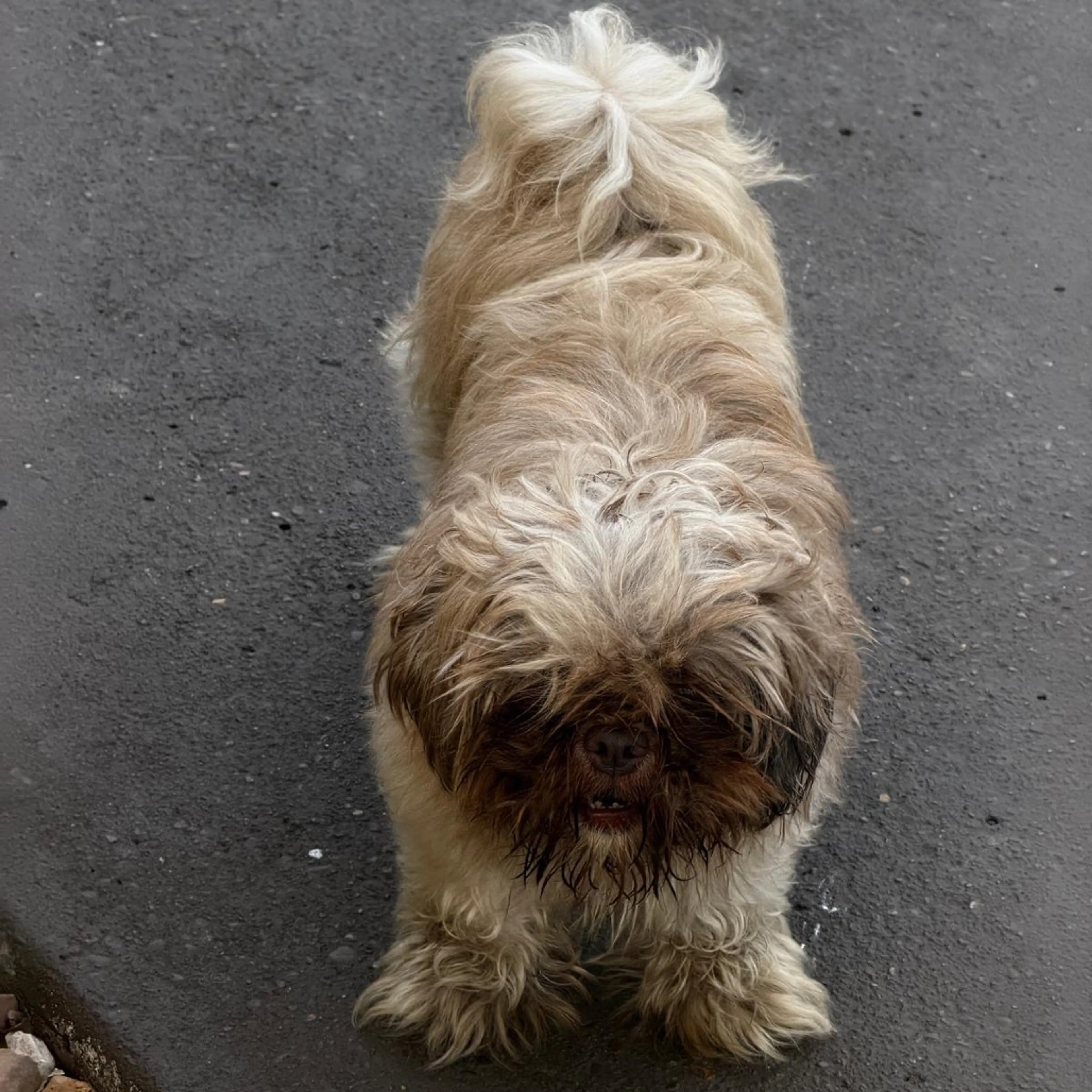 Found pet-1