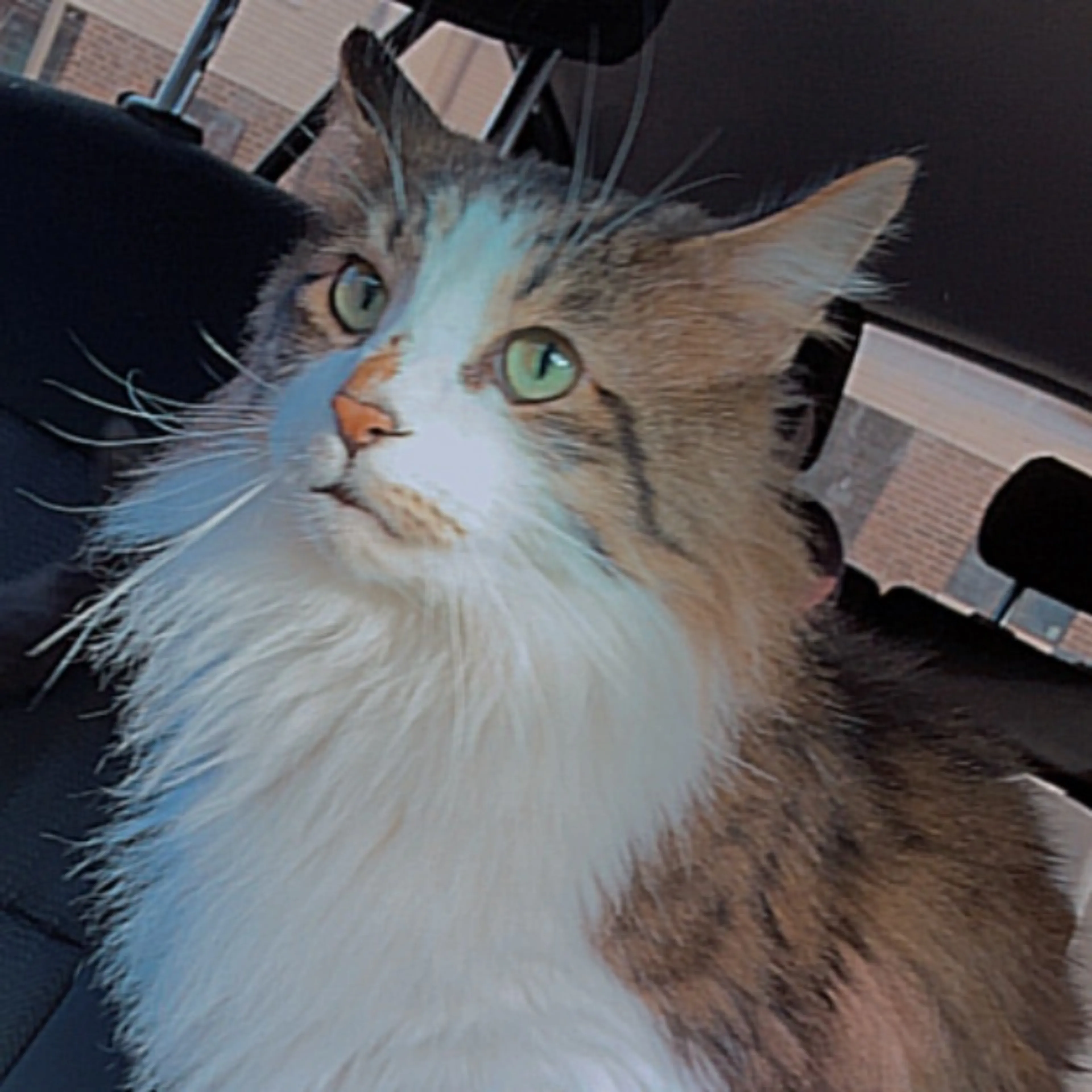 Lost pet-0