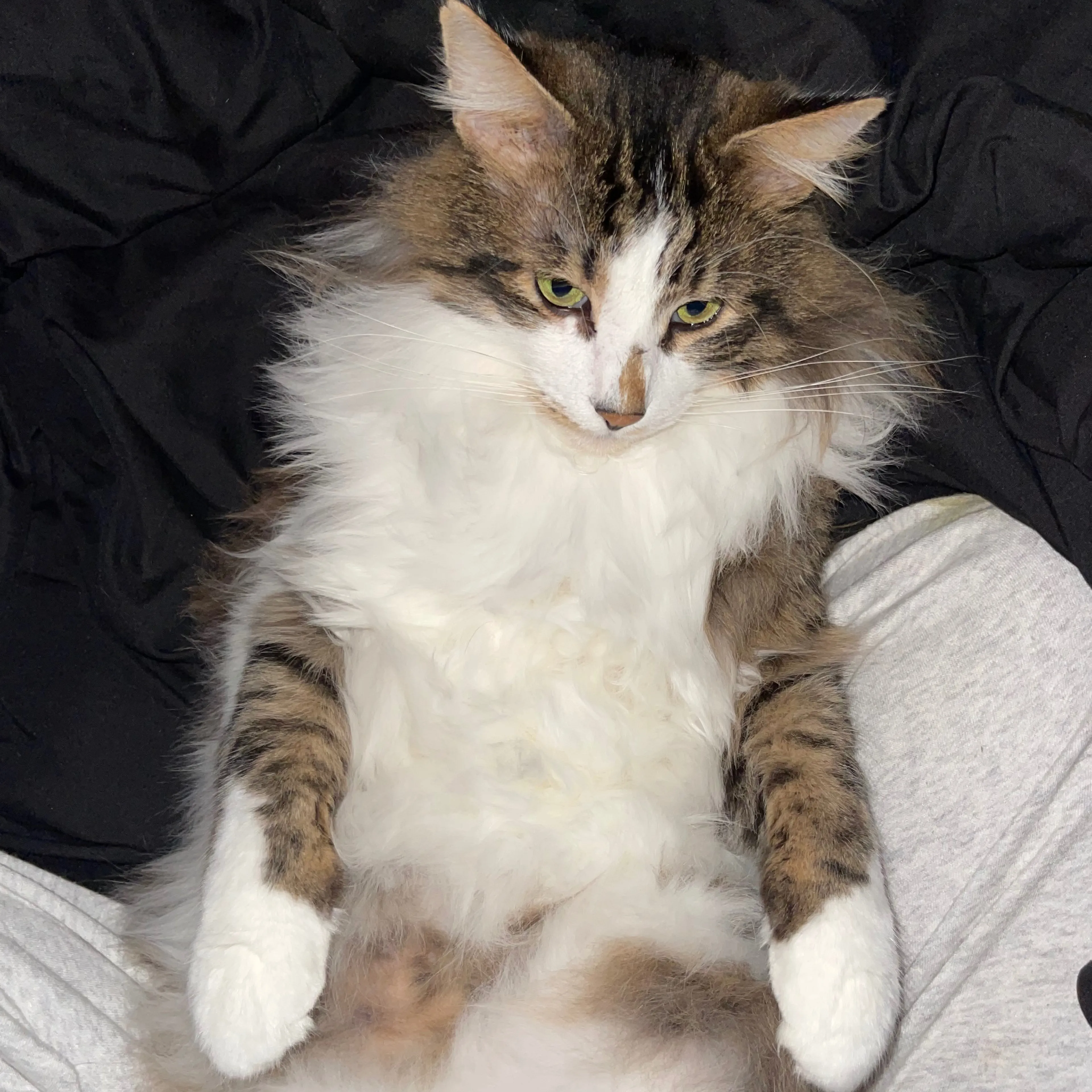 Lost pet-2