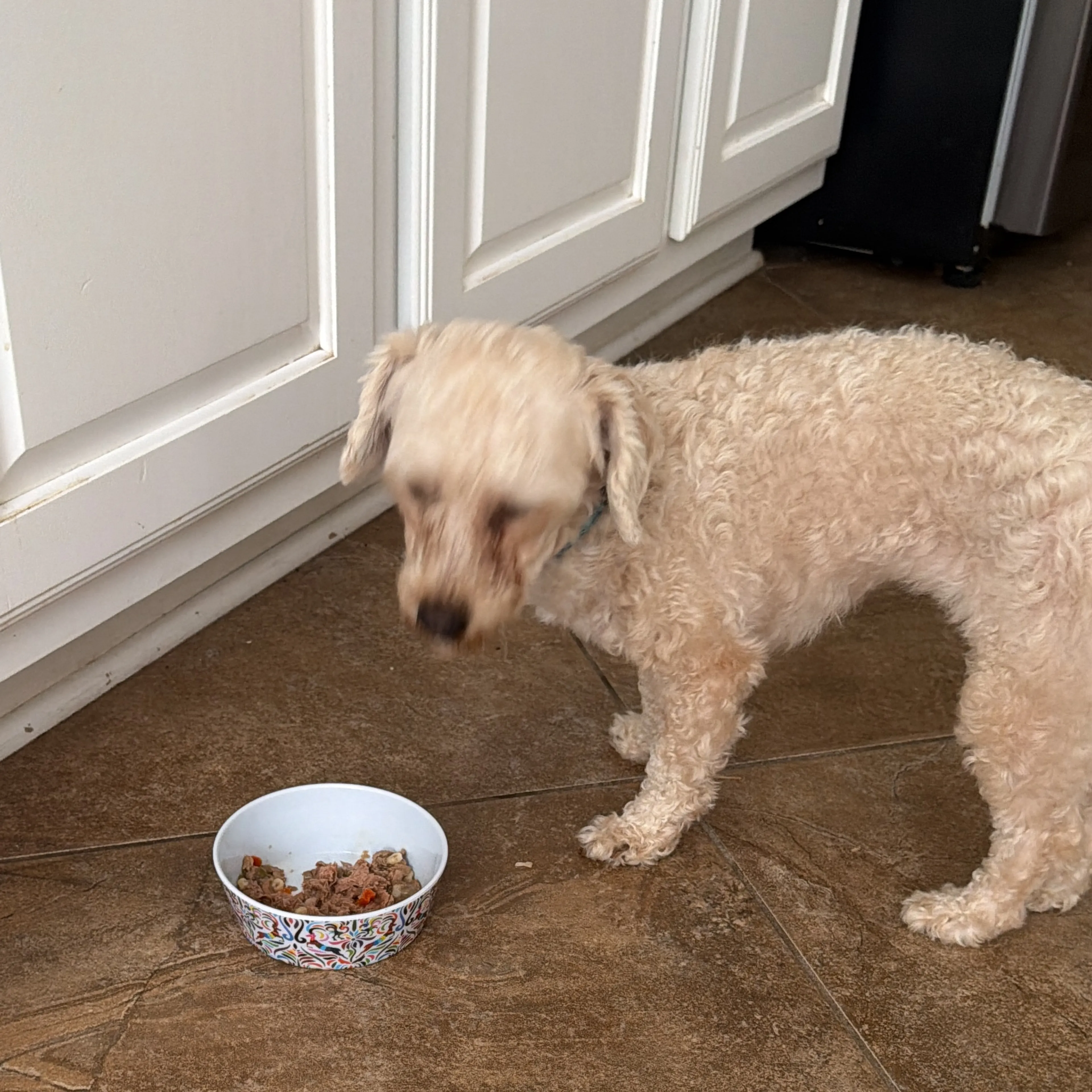Found pet-1