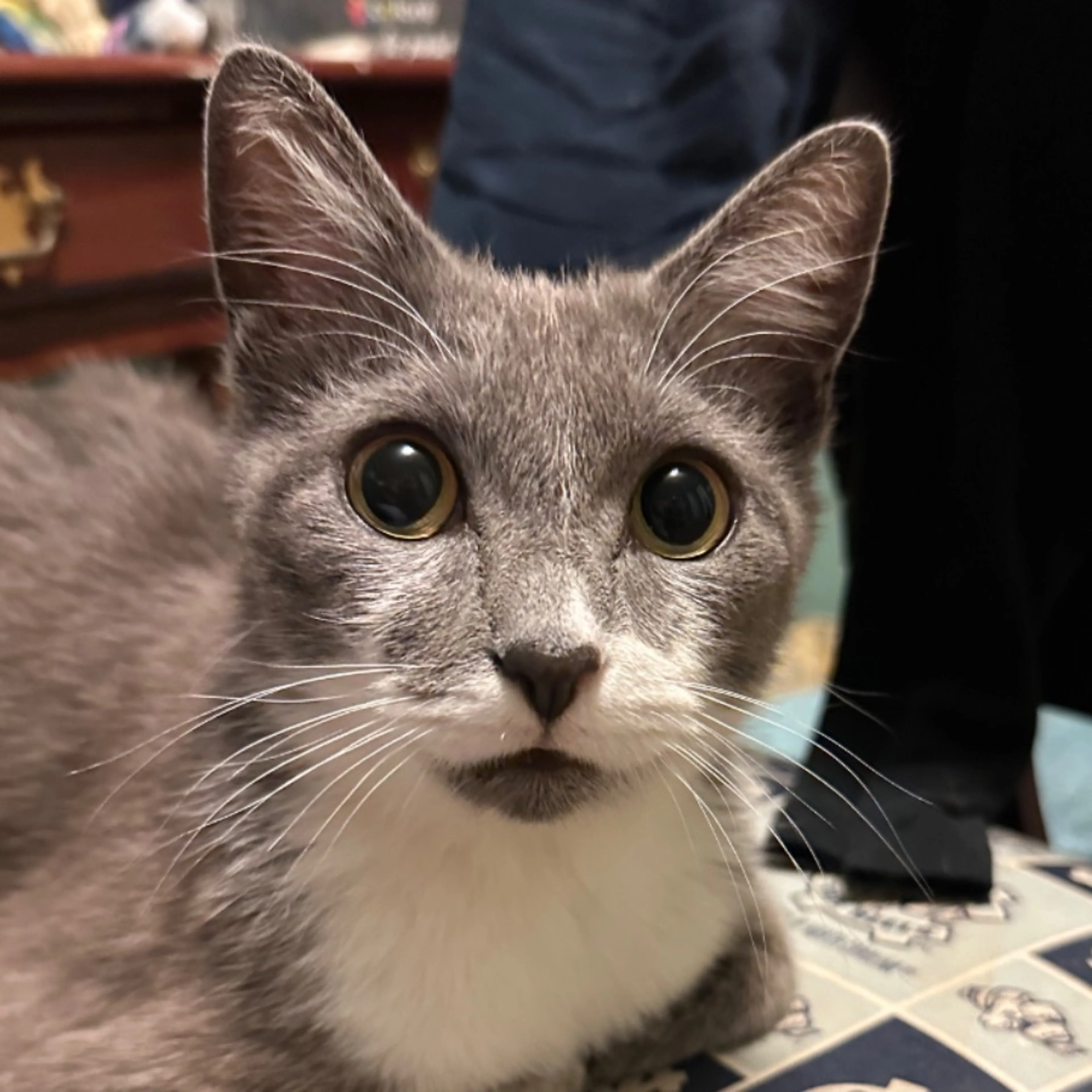 Found pet