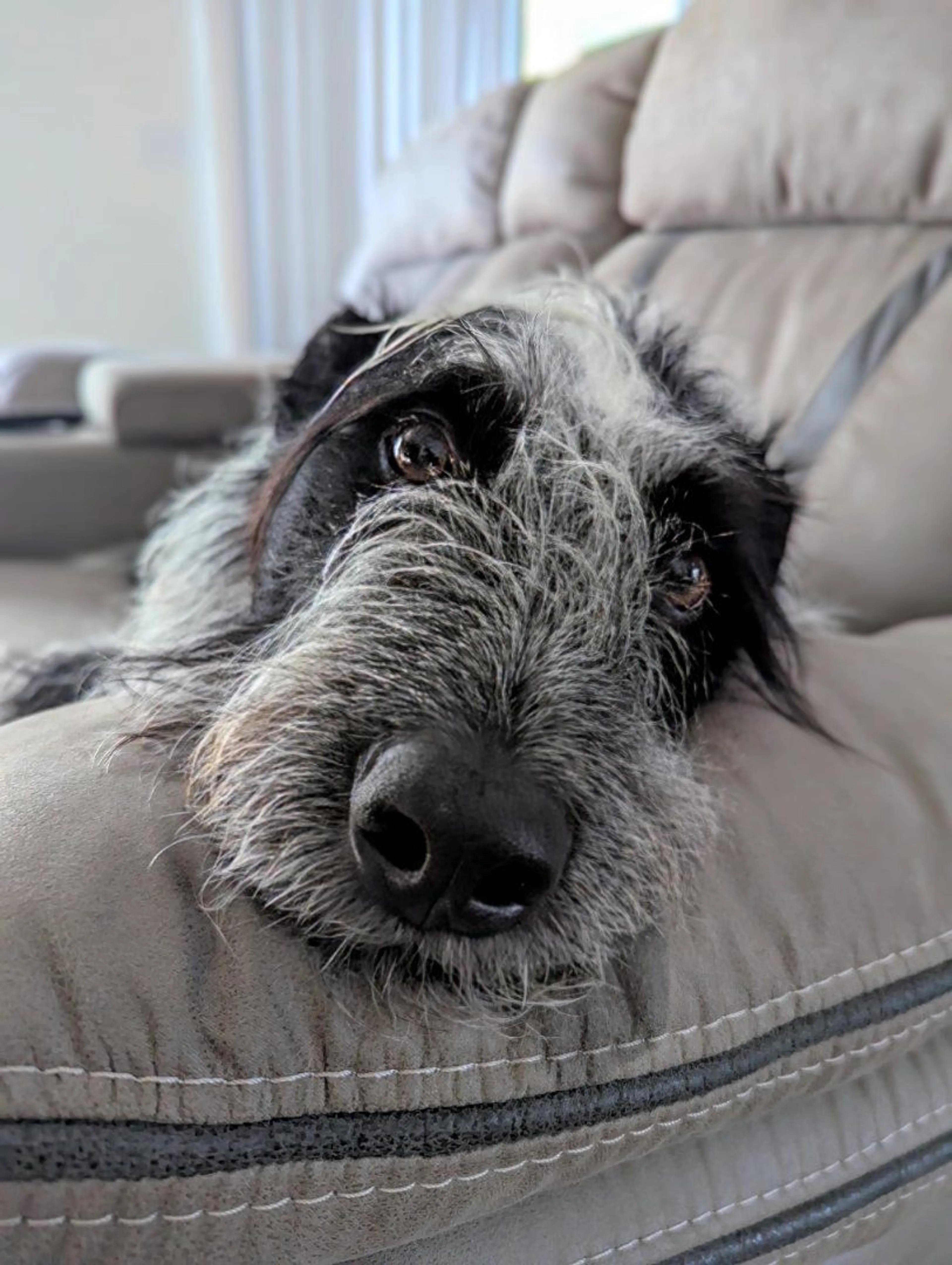 Lost pet-3
