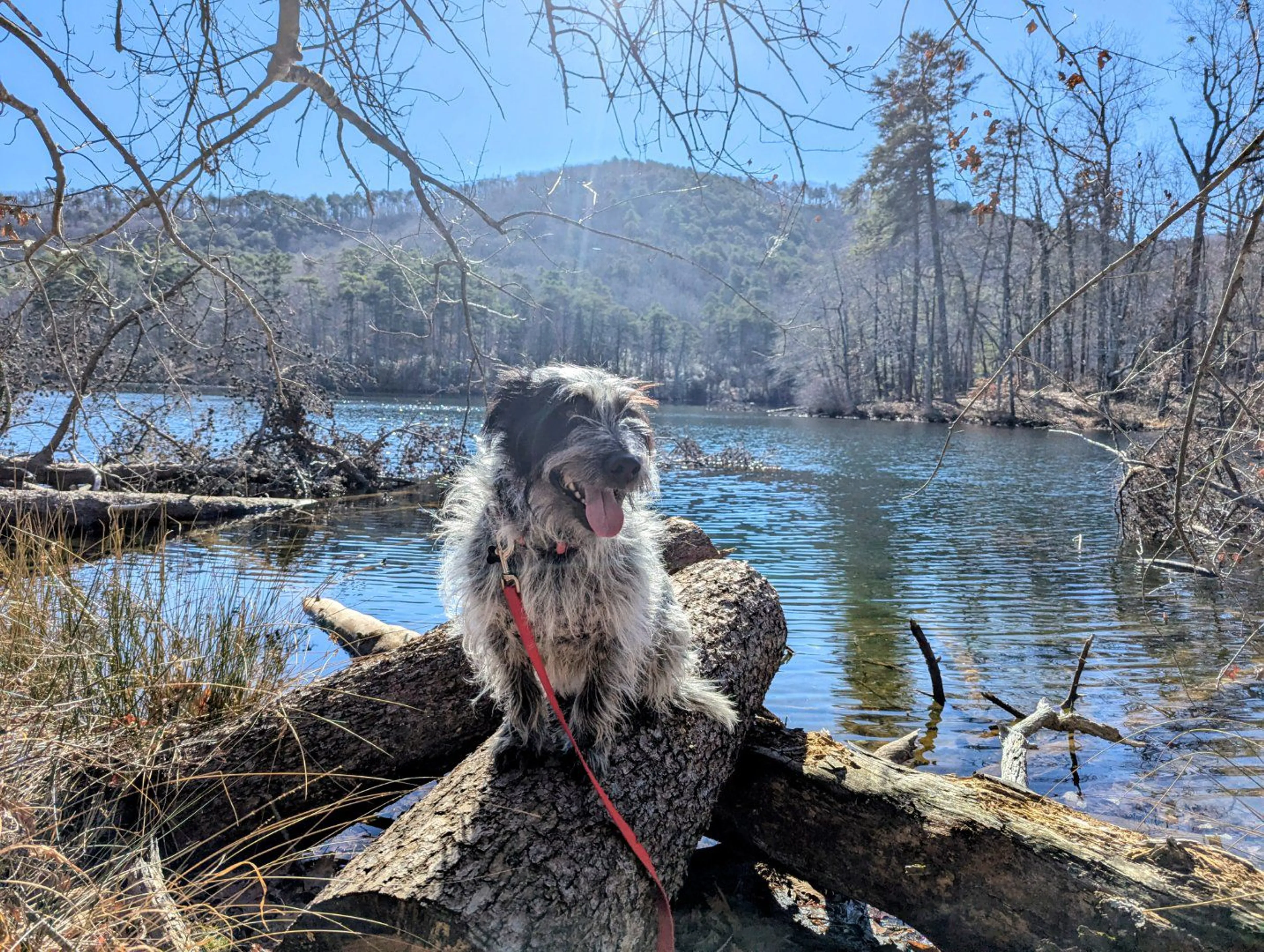 Lost pet-1