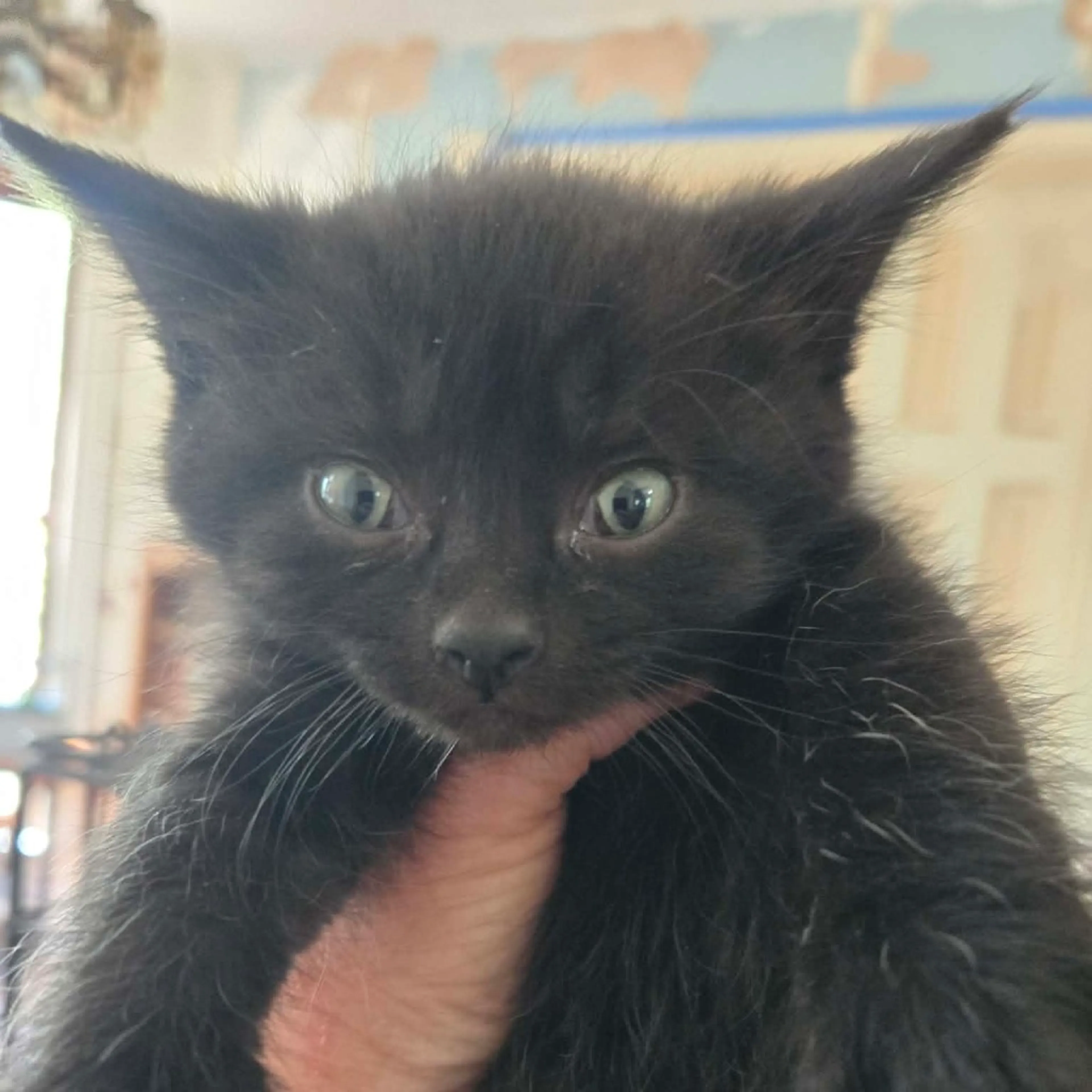 Found pet