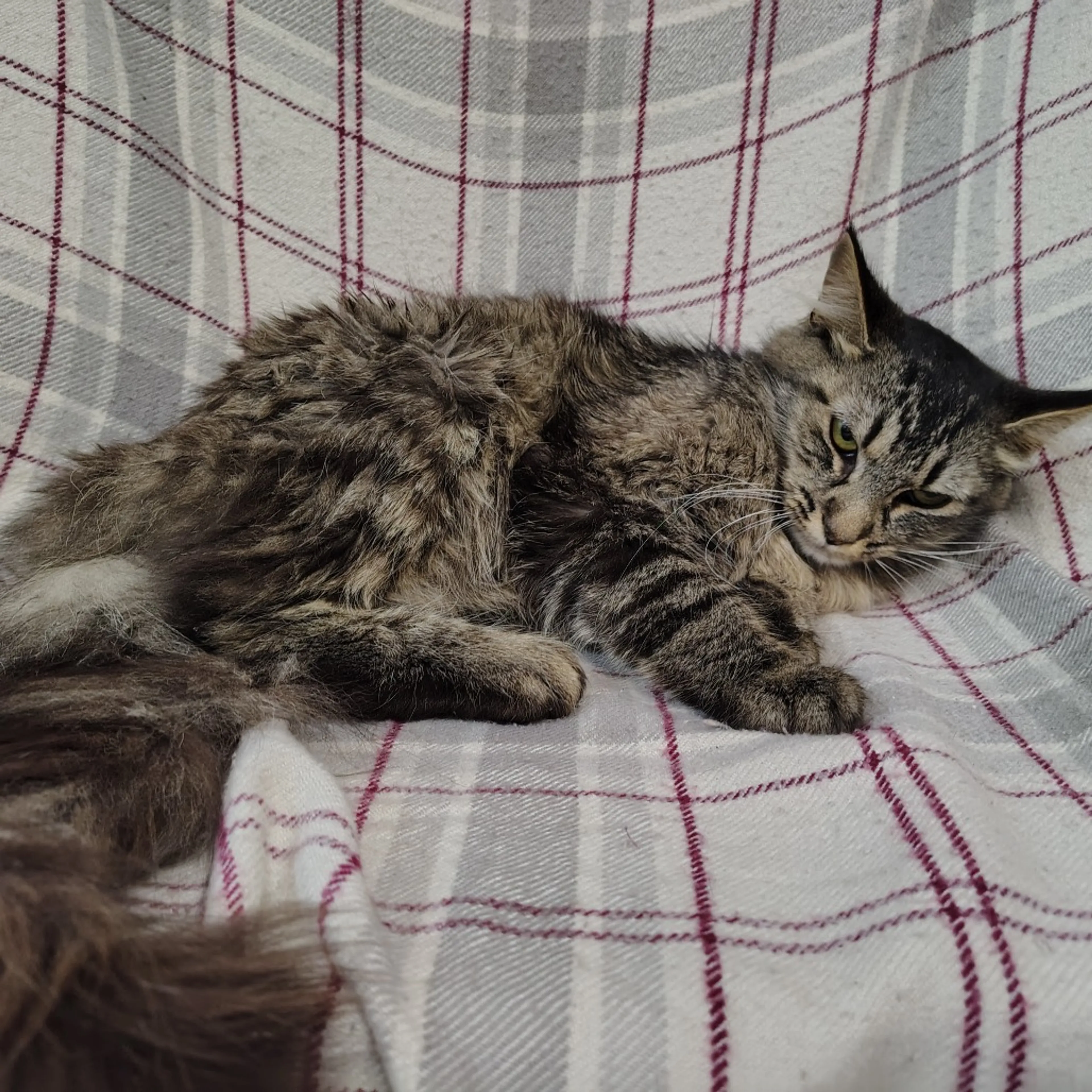 Found pet-1