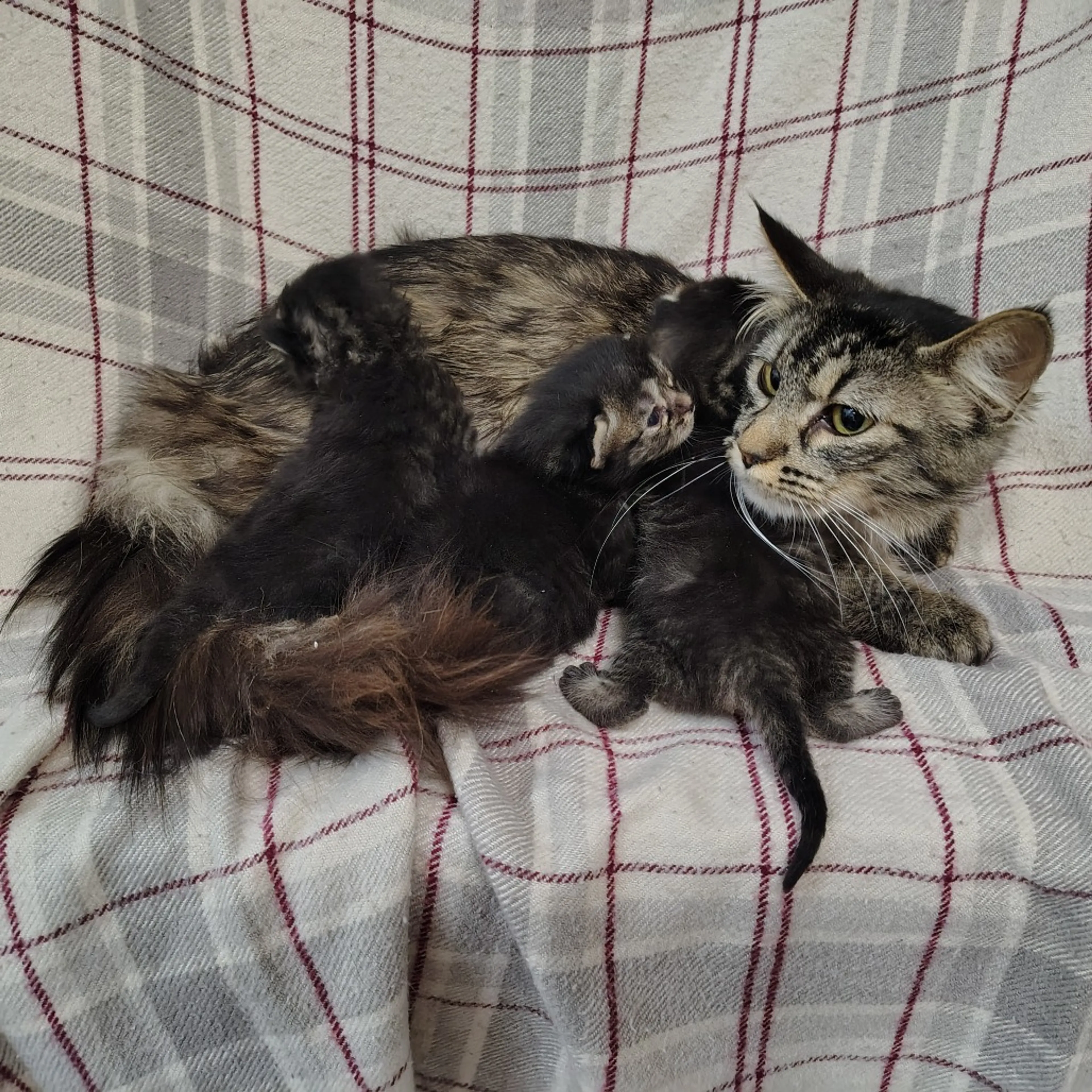Found pet-8