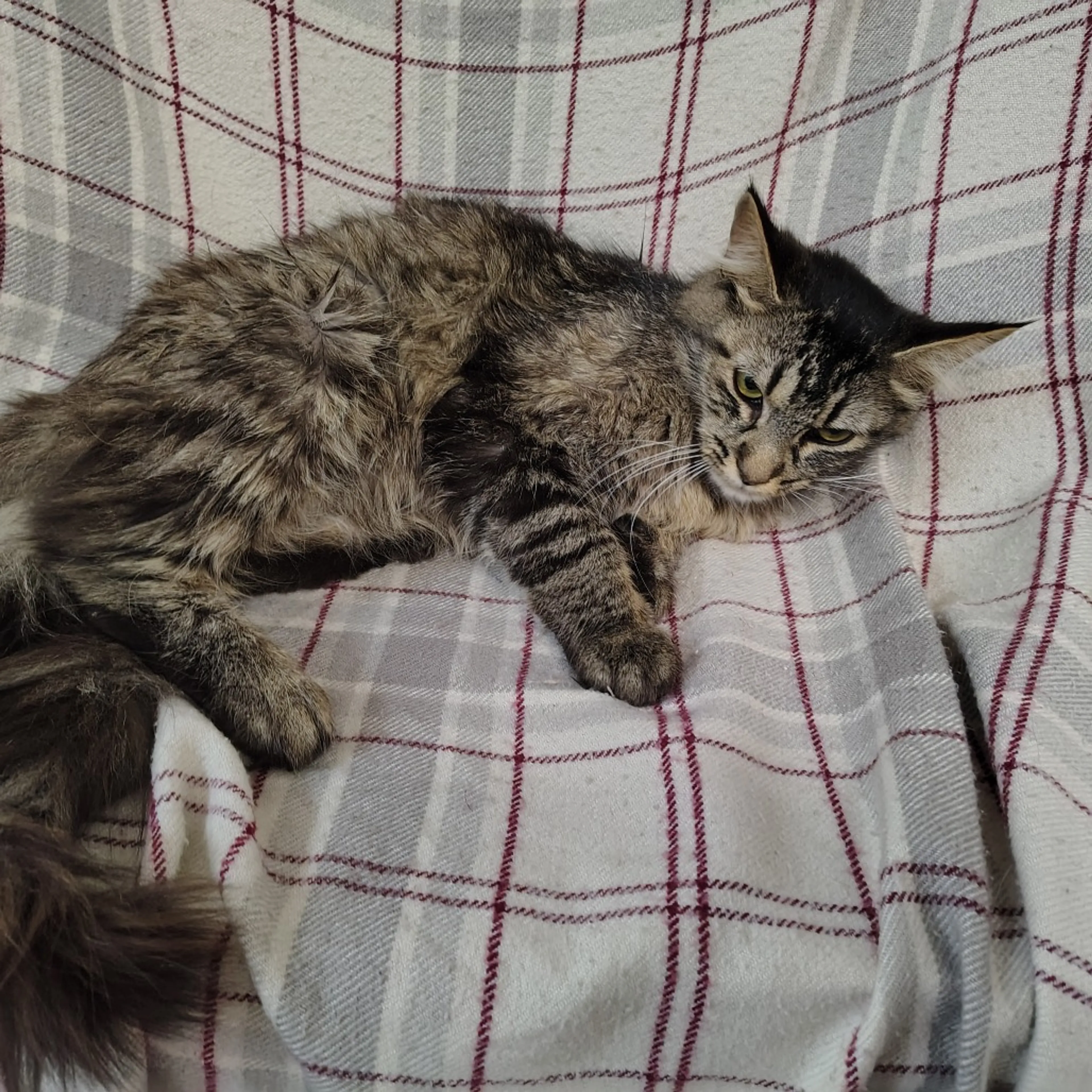 Found pet-2