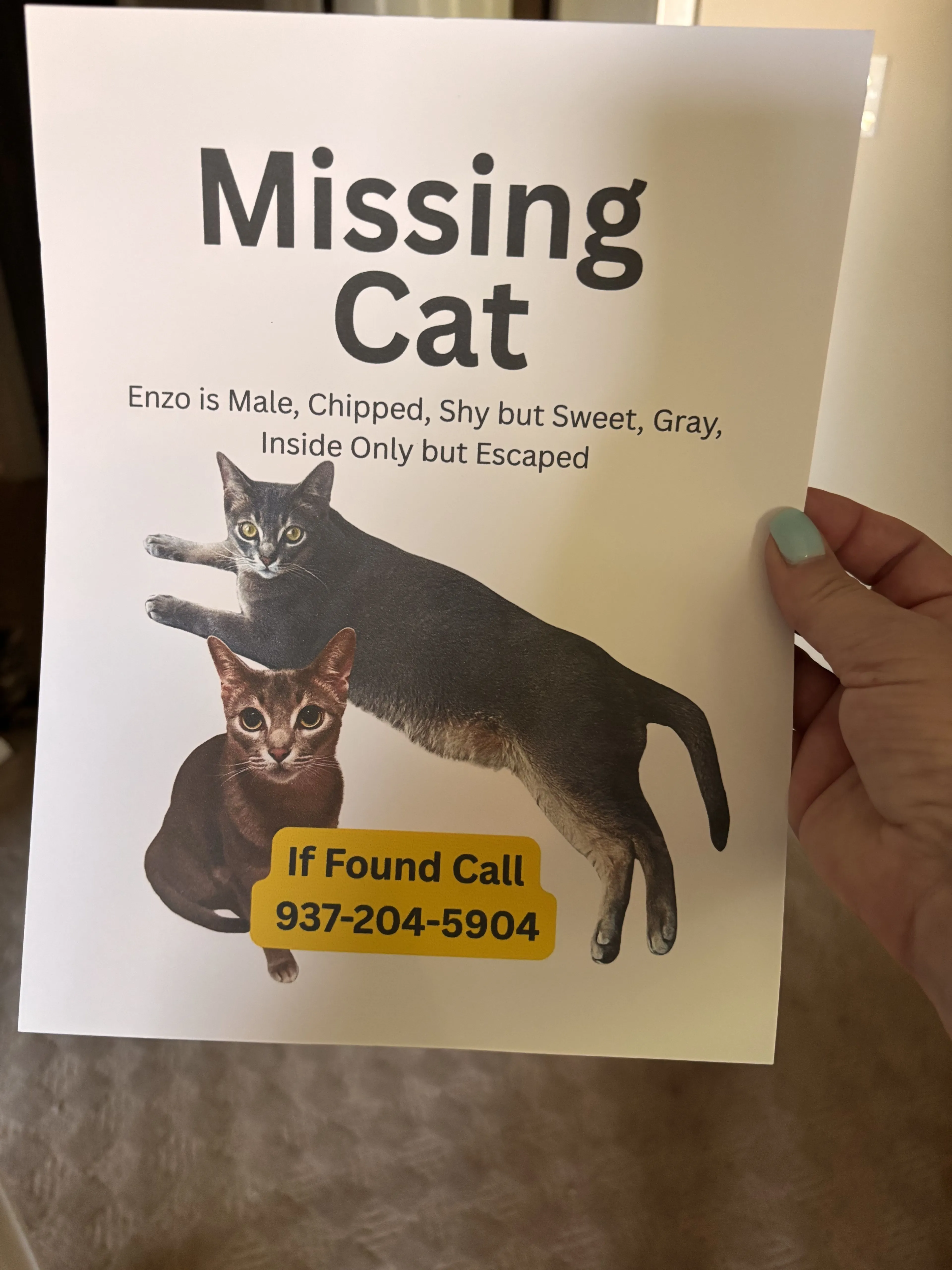 Lost pet