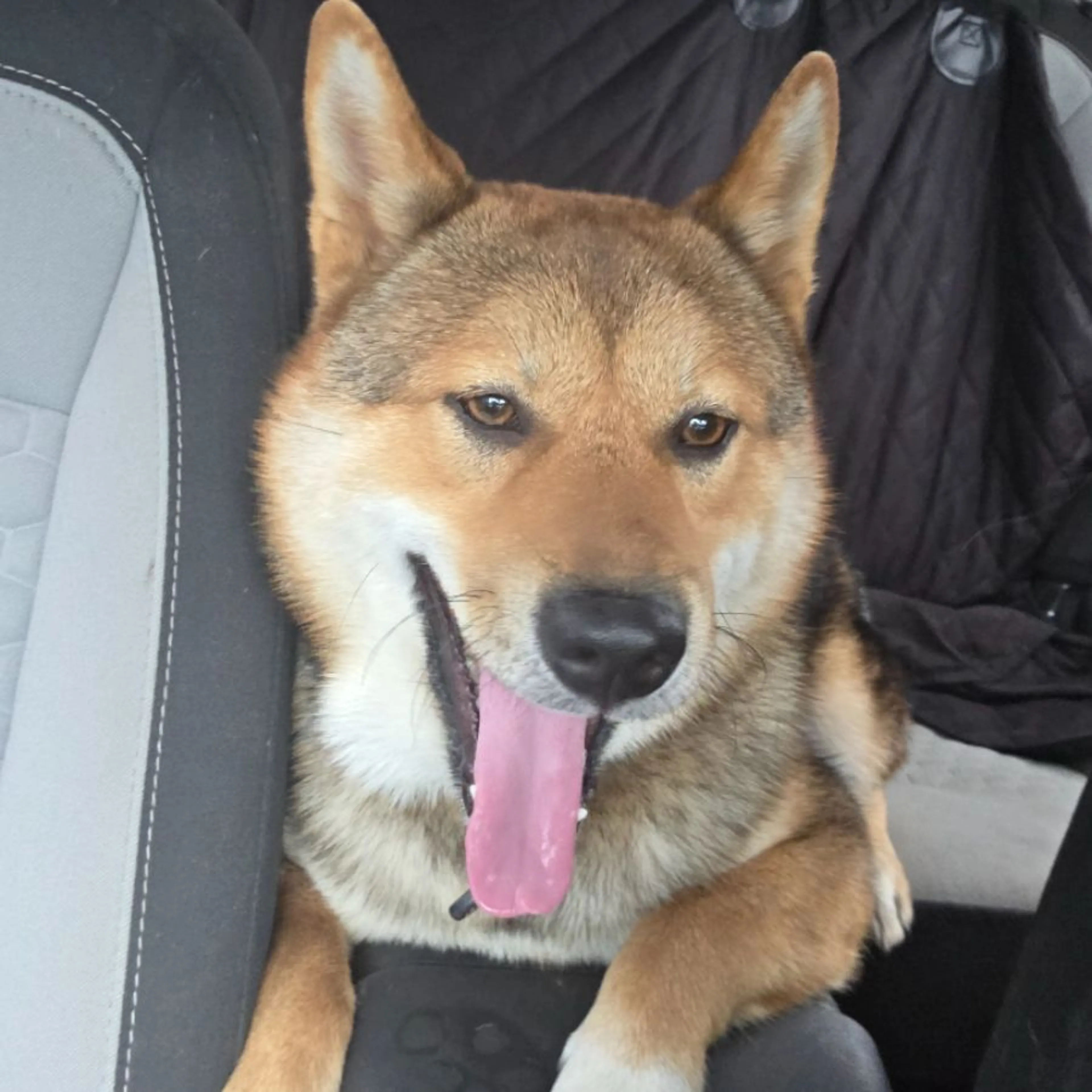 Found pet