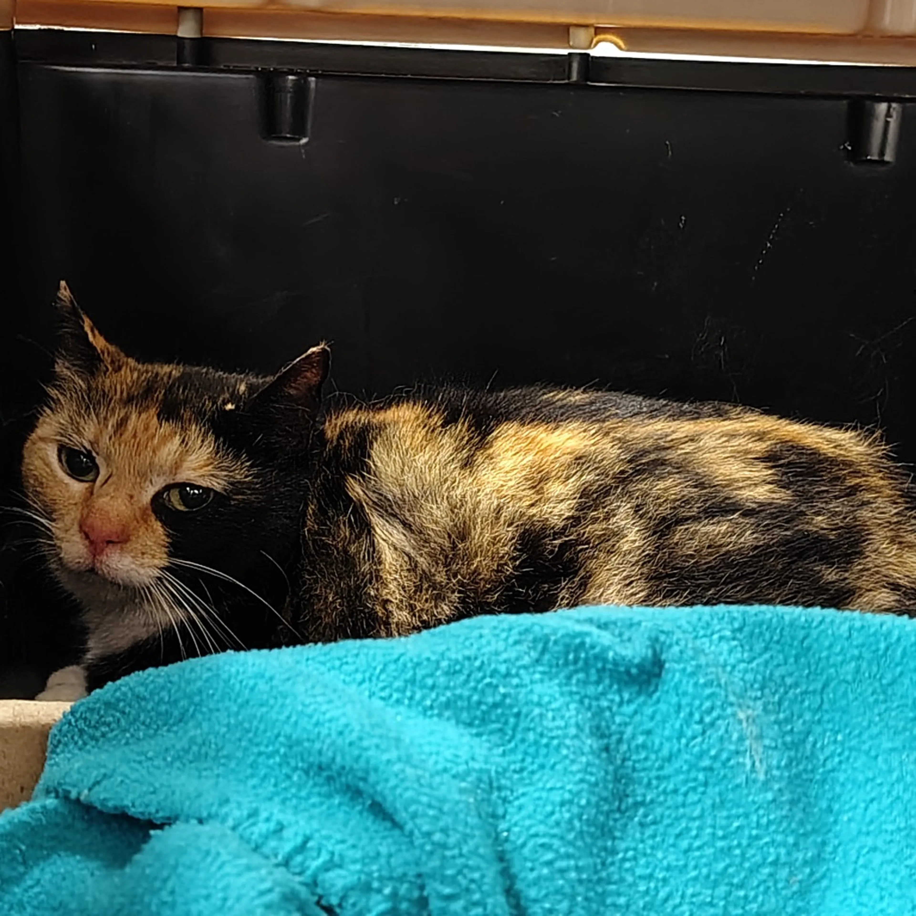 Found pet-2