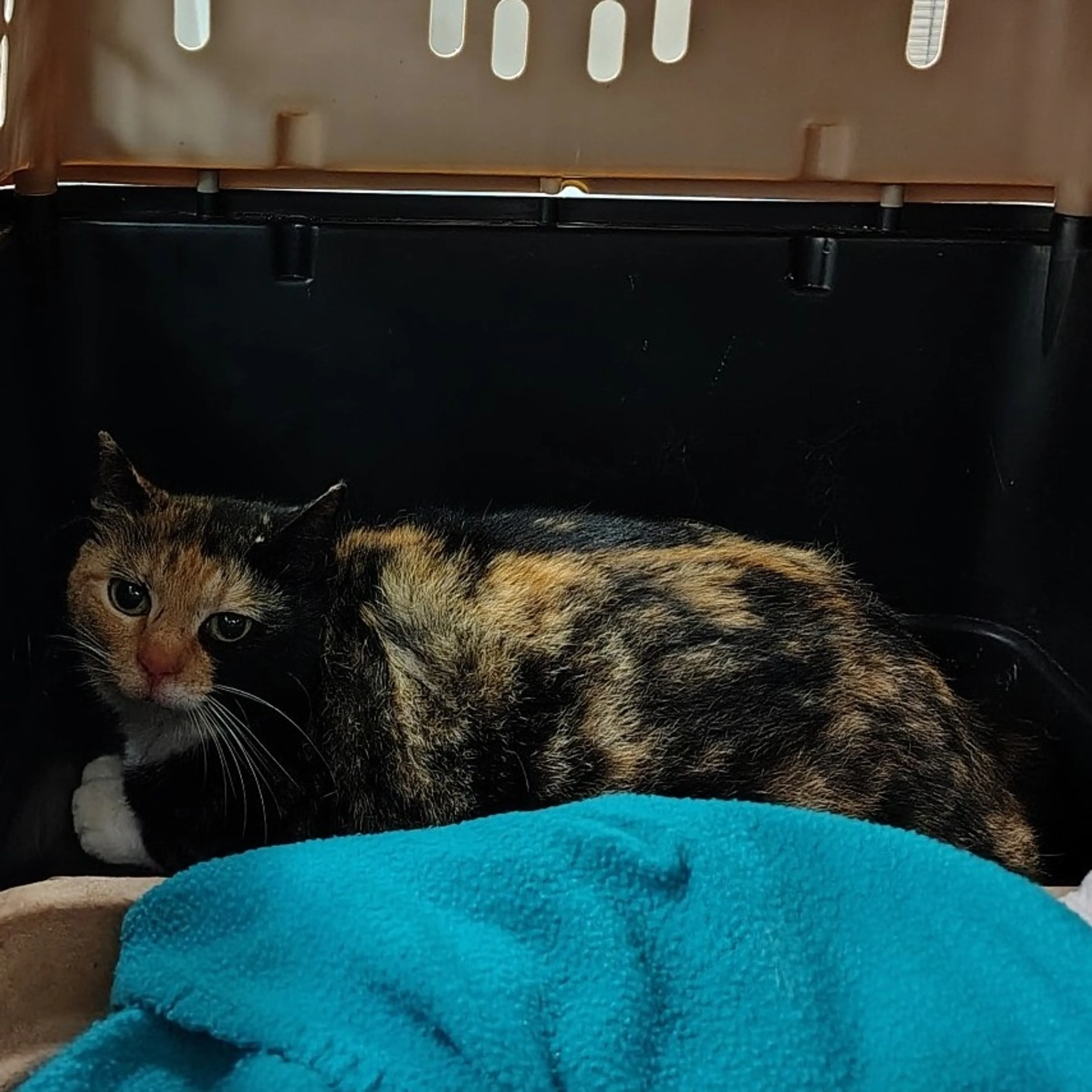 Found pet-0