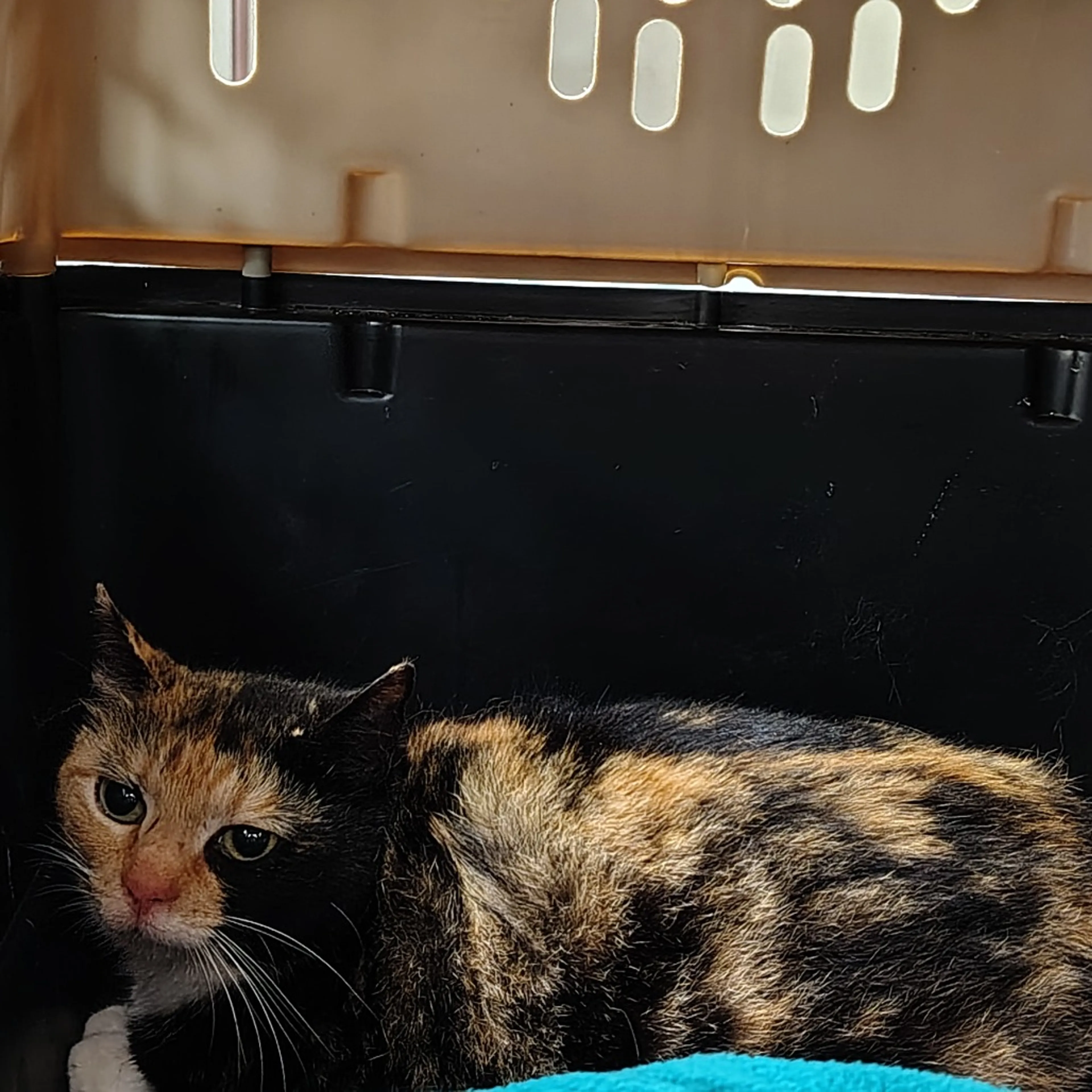 Found pet-1