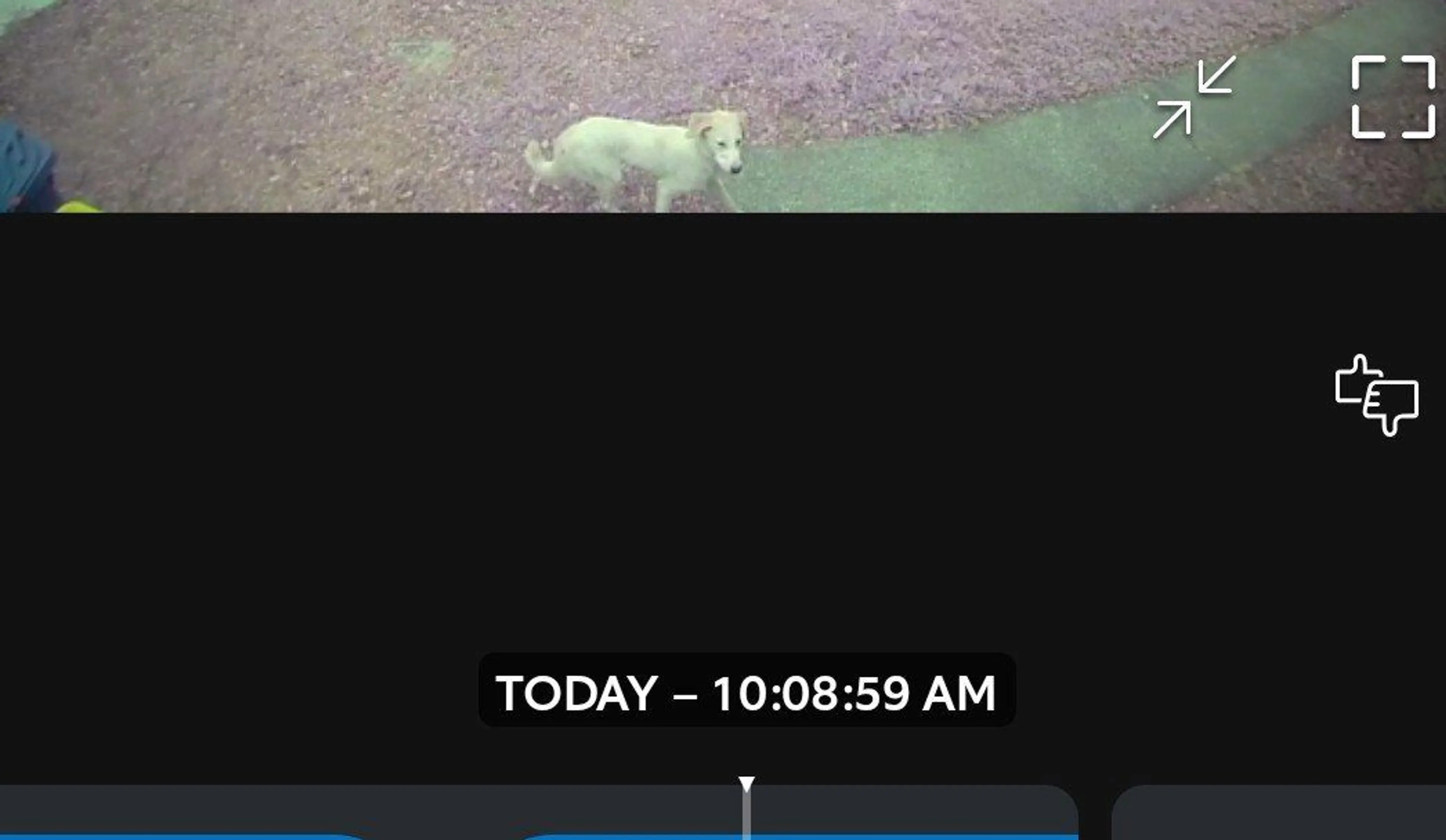 Lost pet