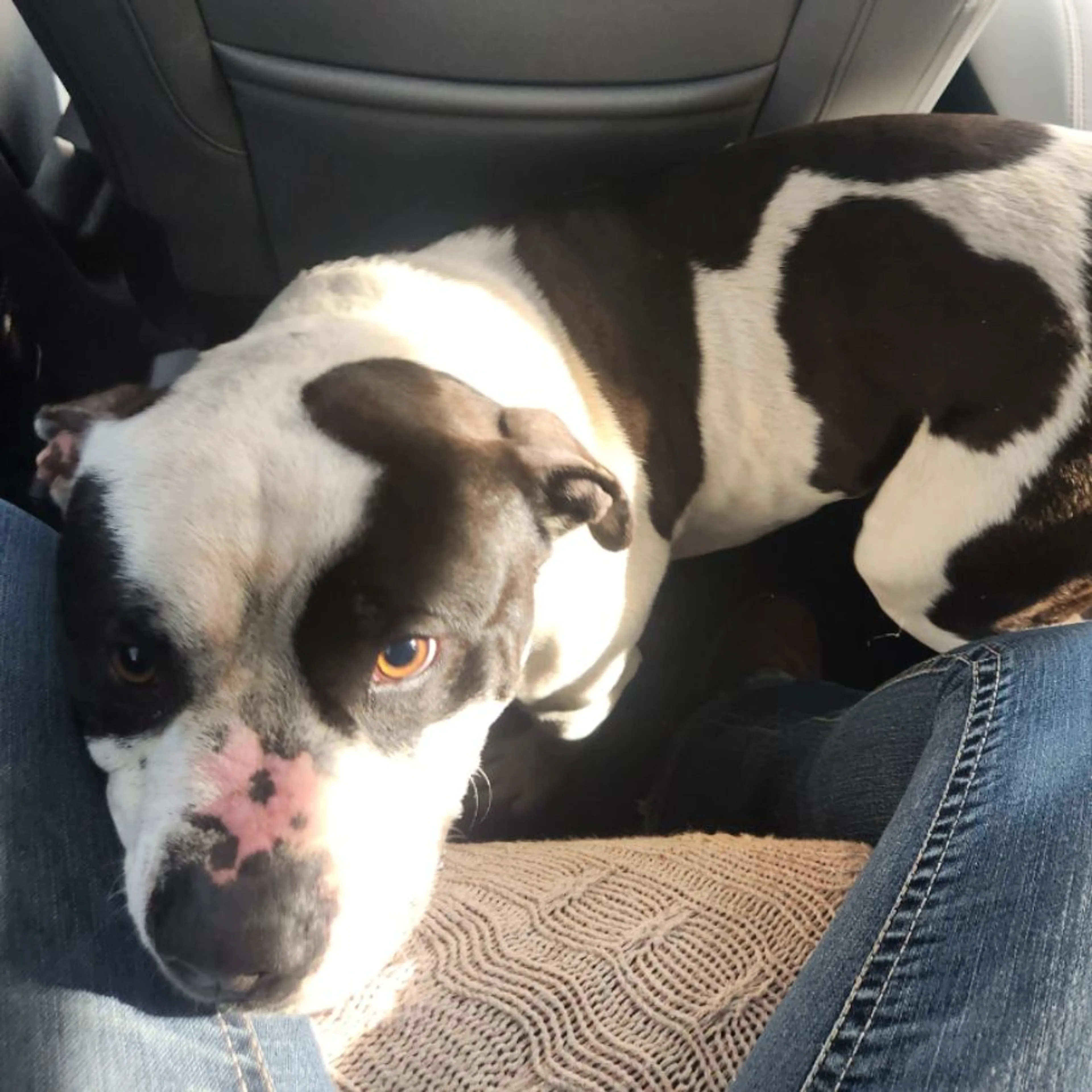 Found pet