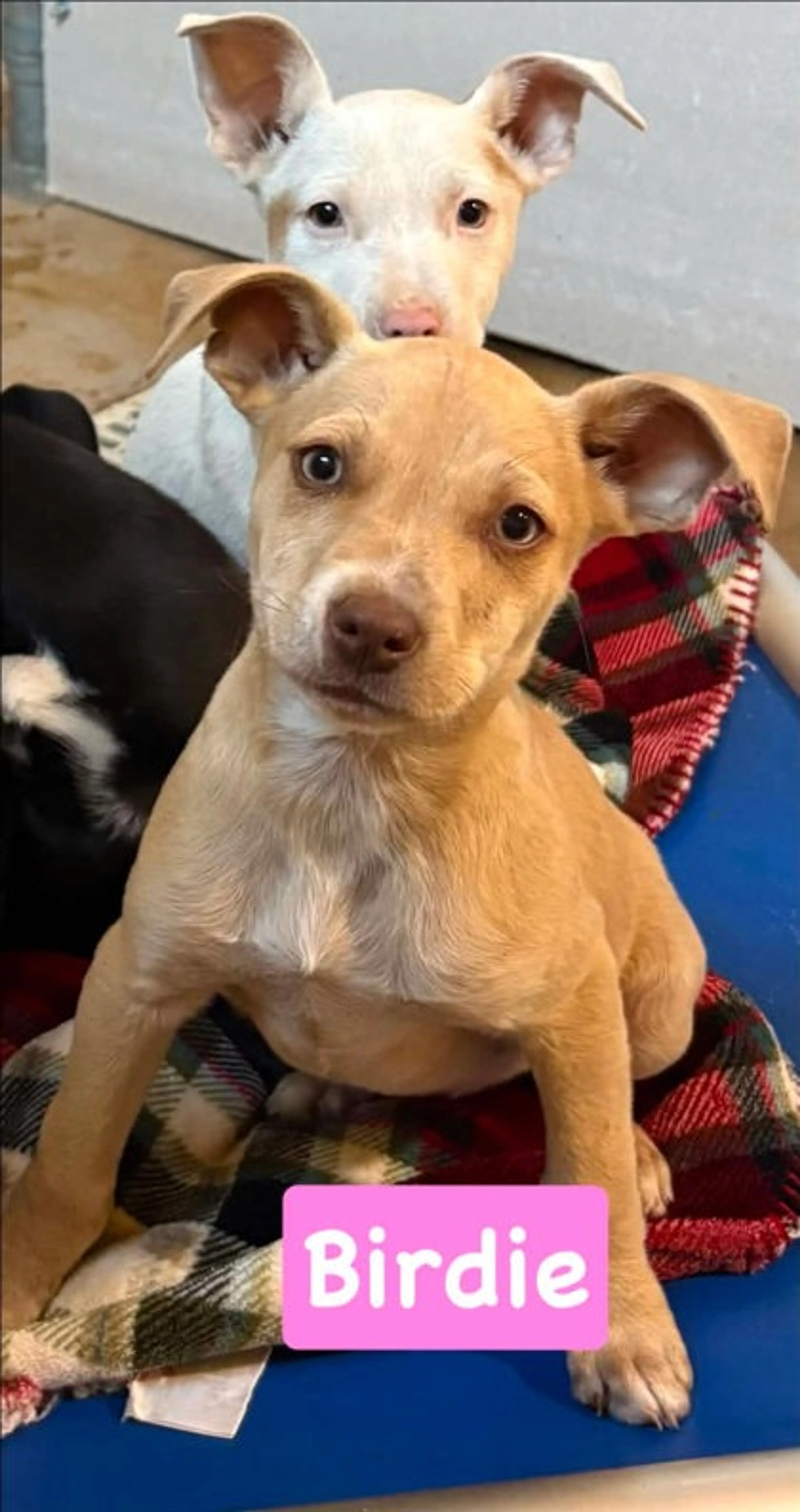 Found pet-1