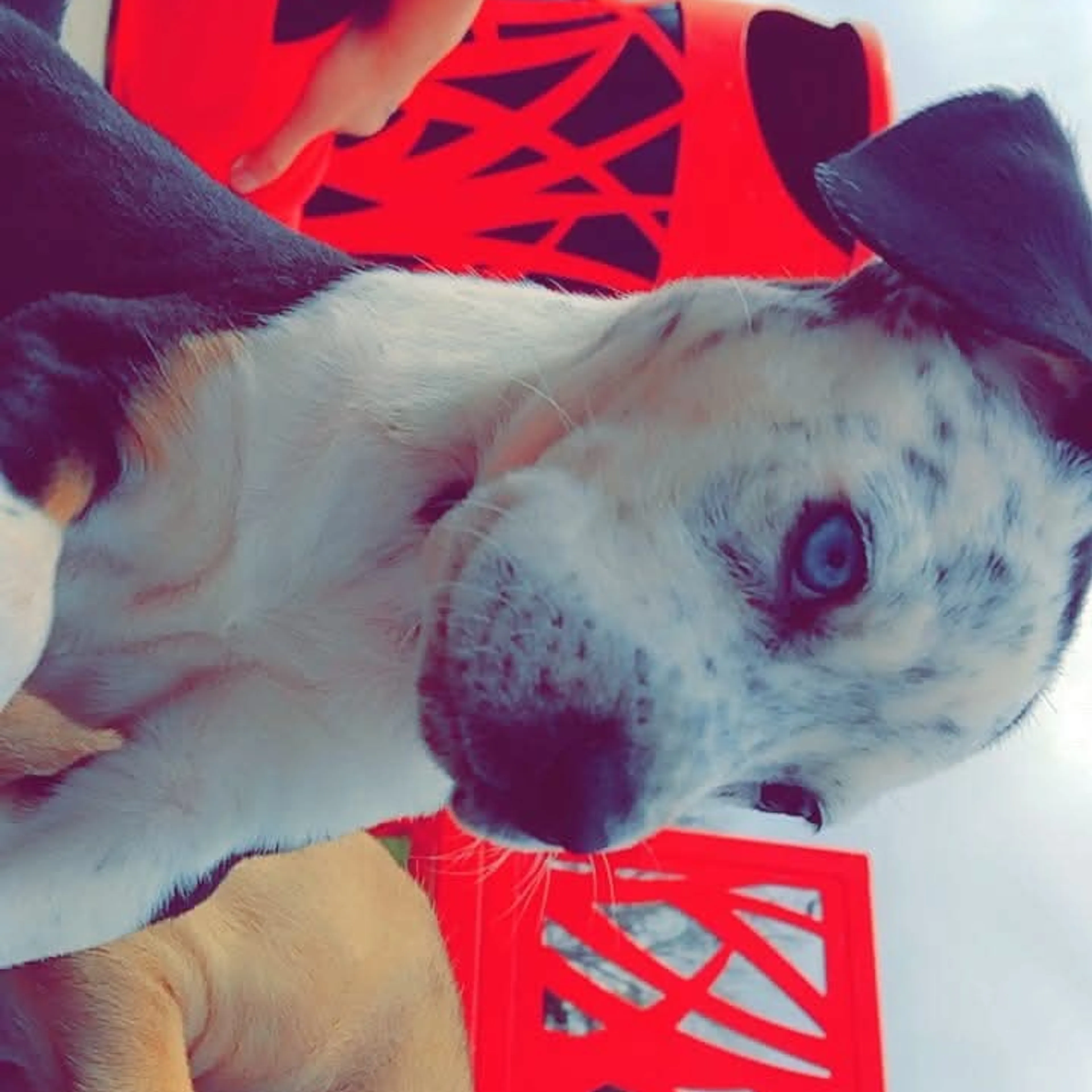 Lost pet-1