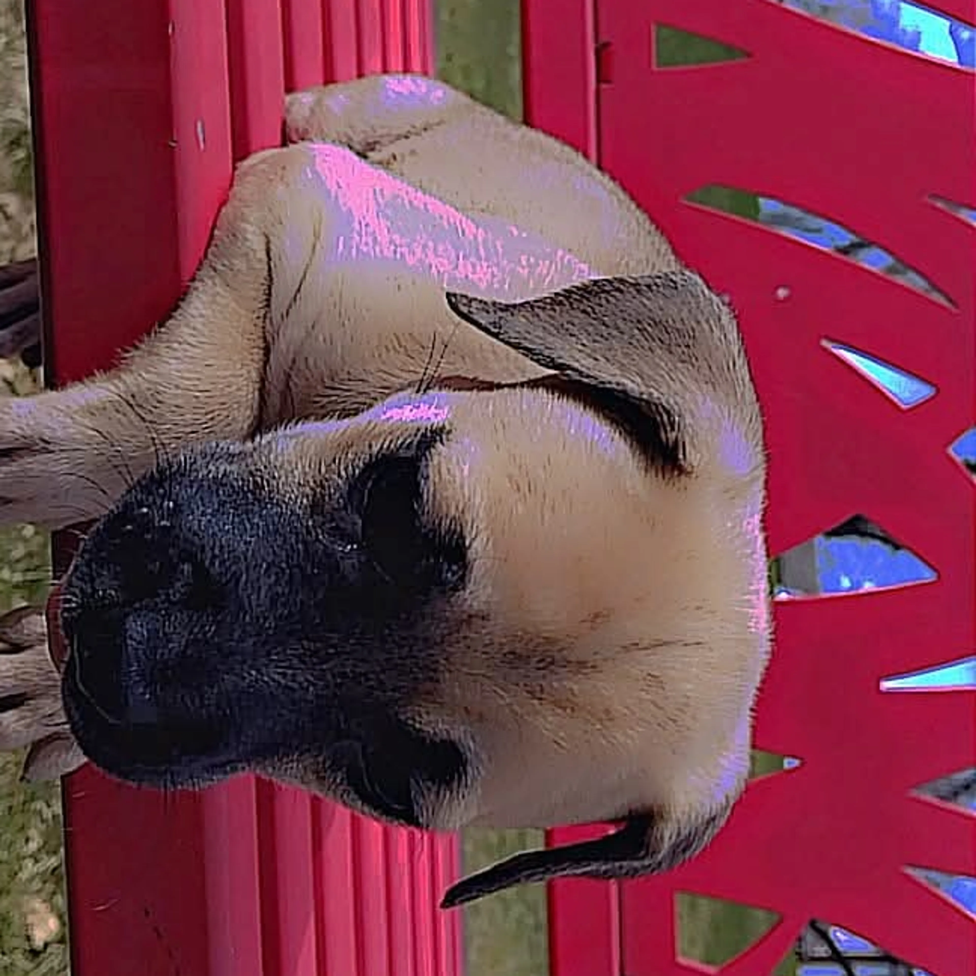 Lost pet-2