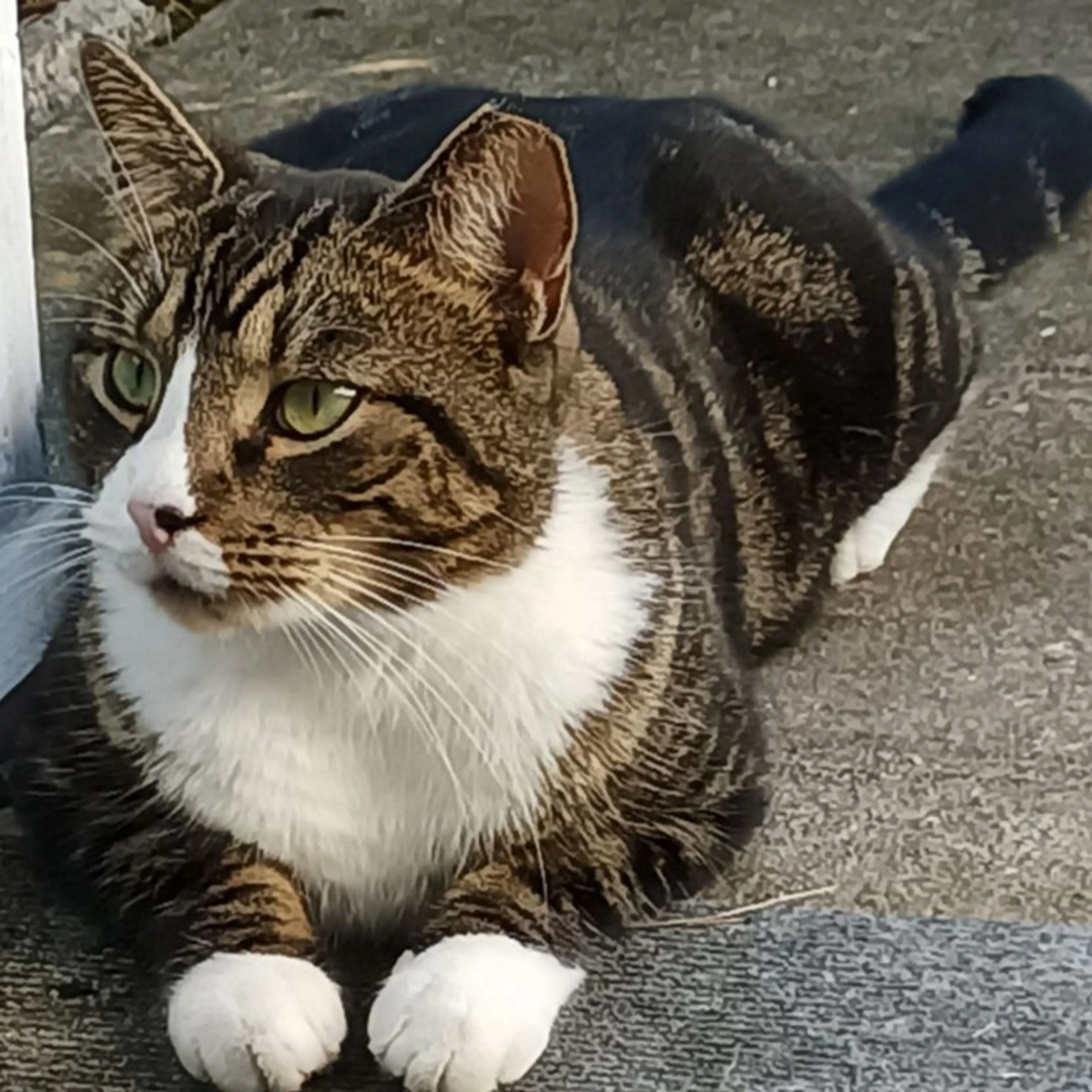 Lost pet-0