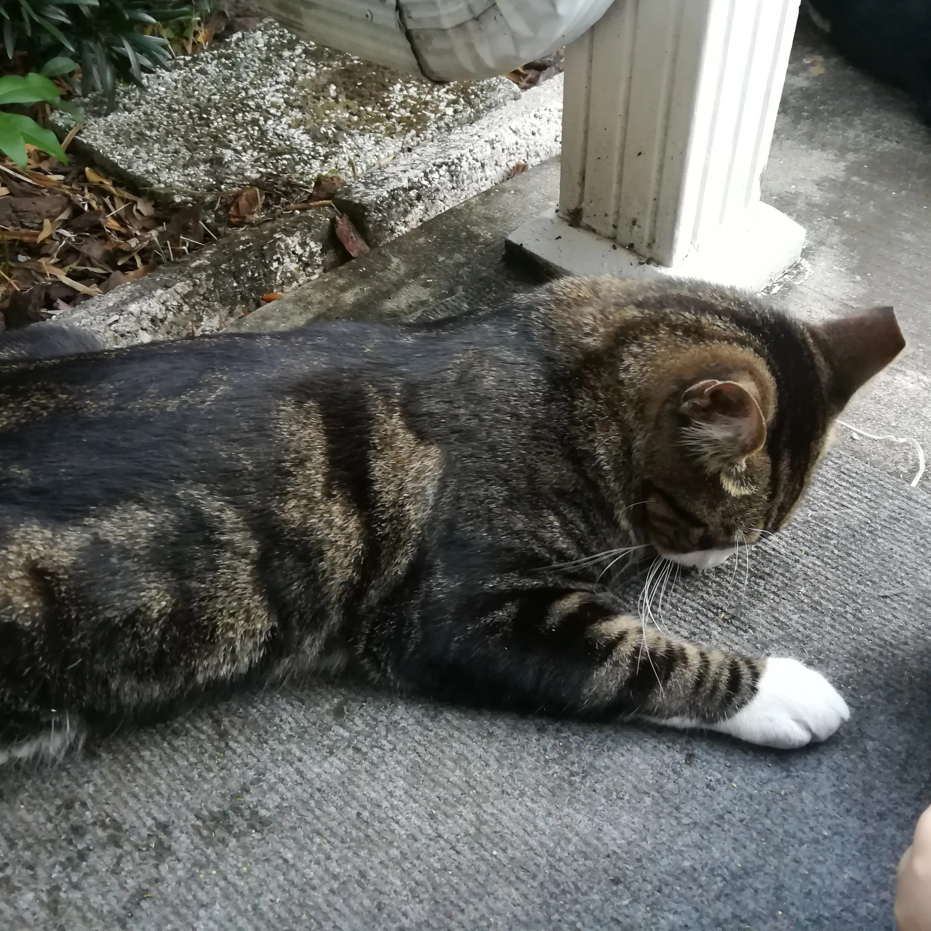Lost pet-2