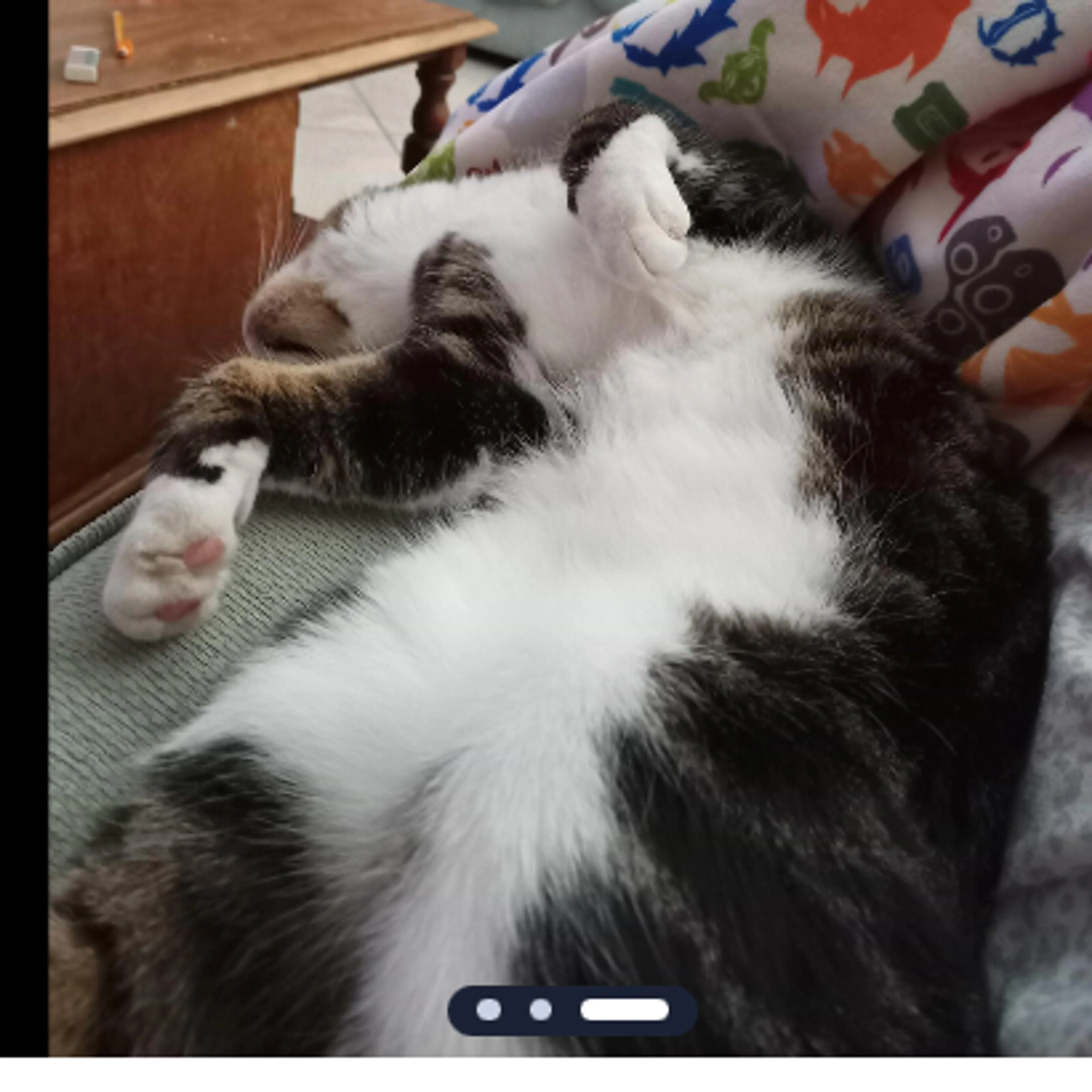 Lost pet-1