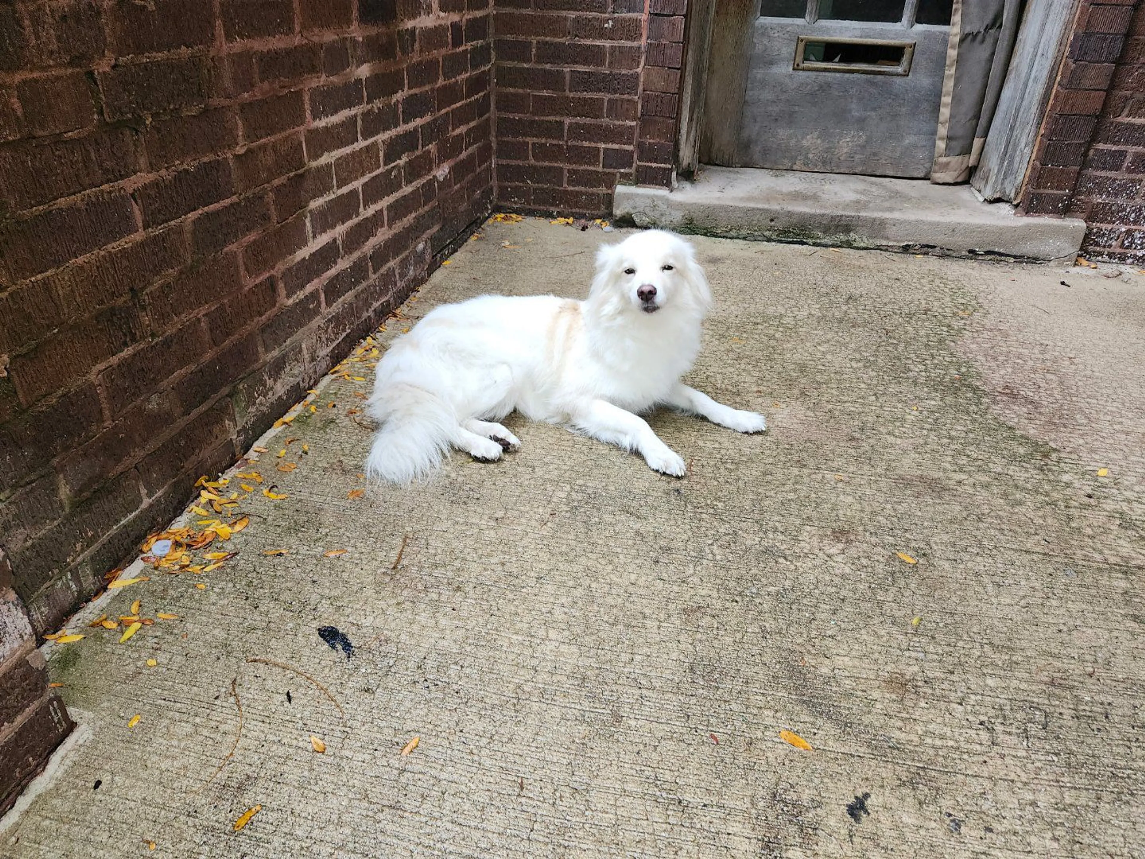 Lost pet-3