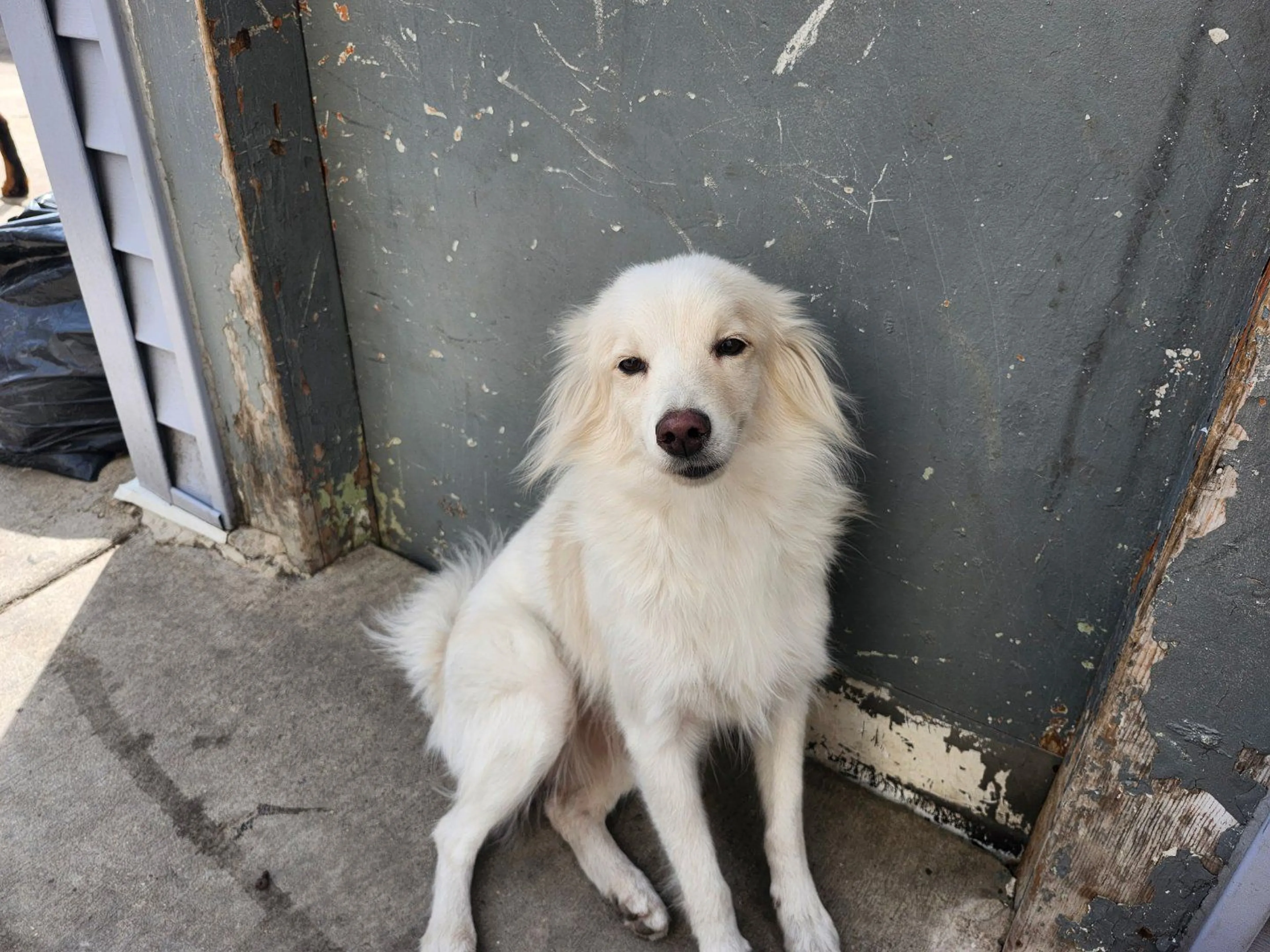 Lost pet-1
