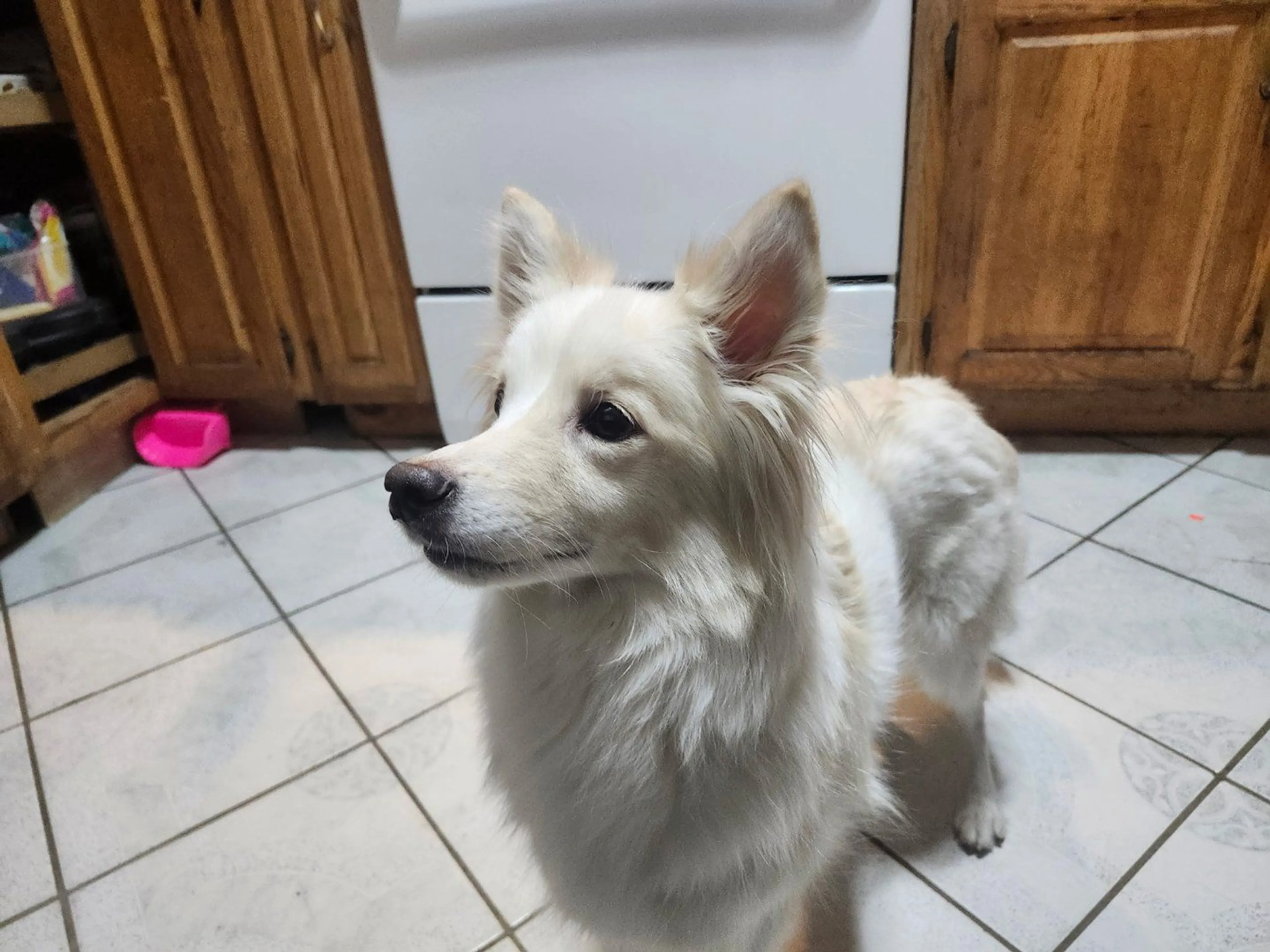 Lost pet-2
