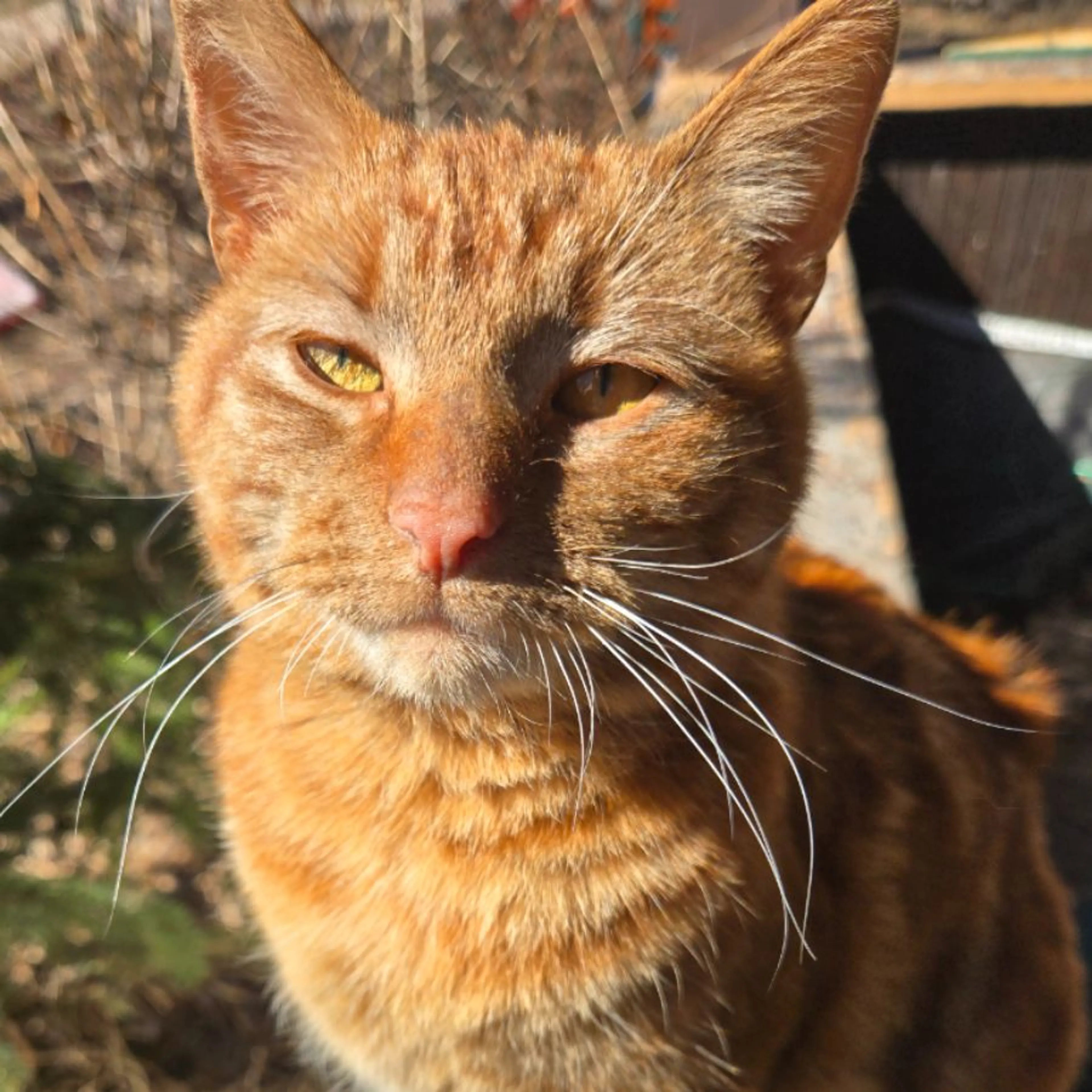 Found pet