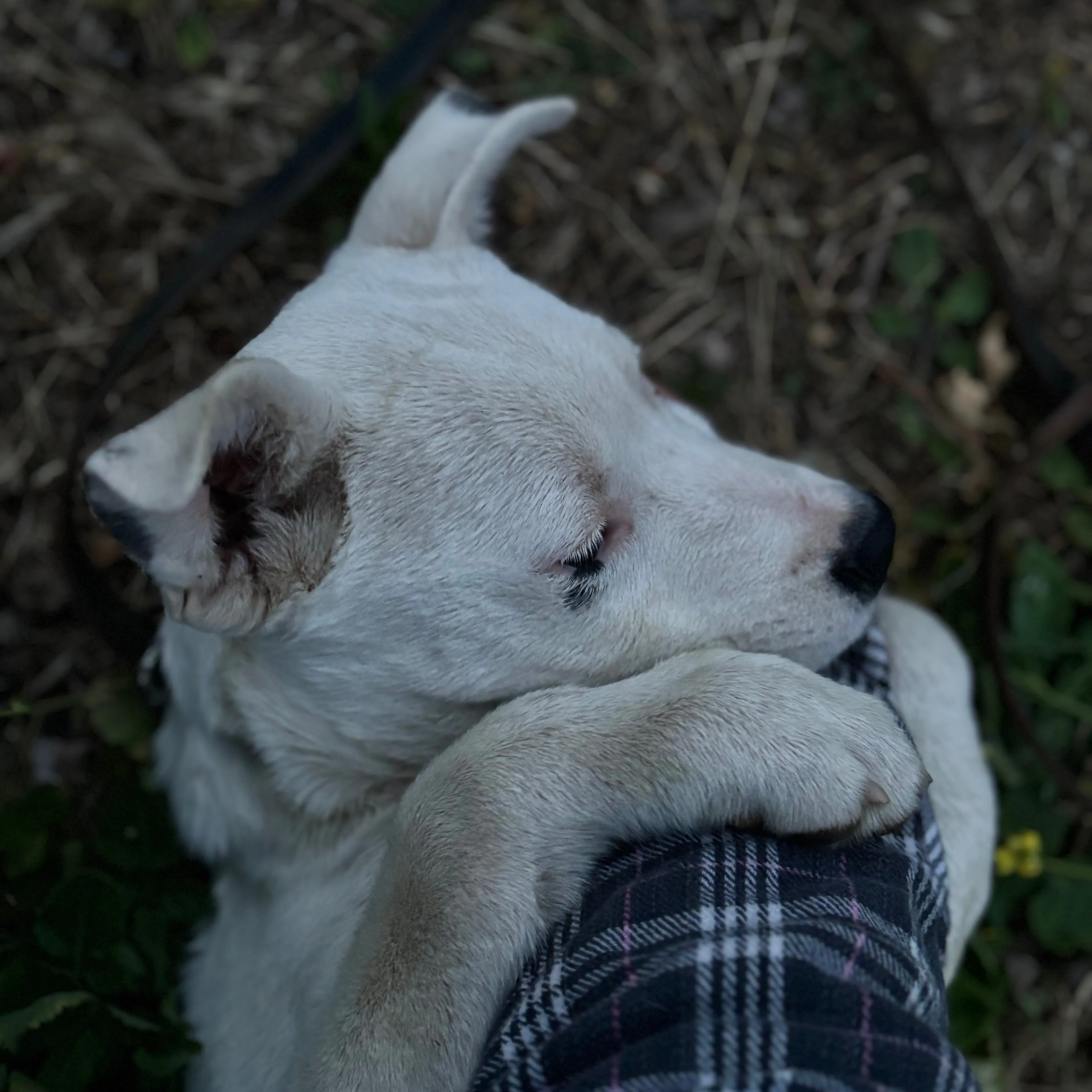 Found pet-1