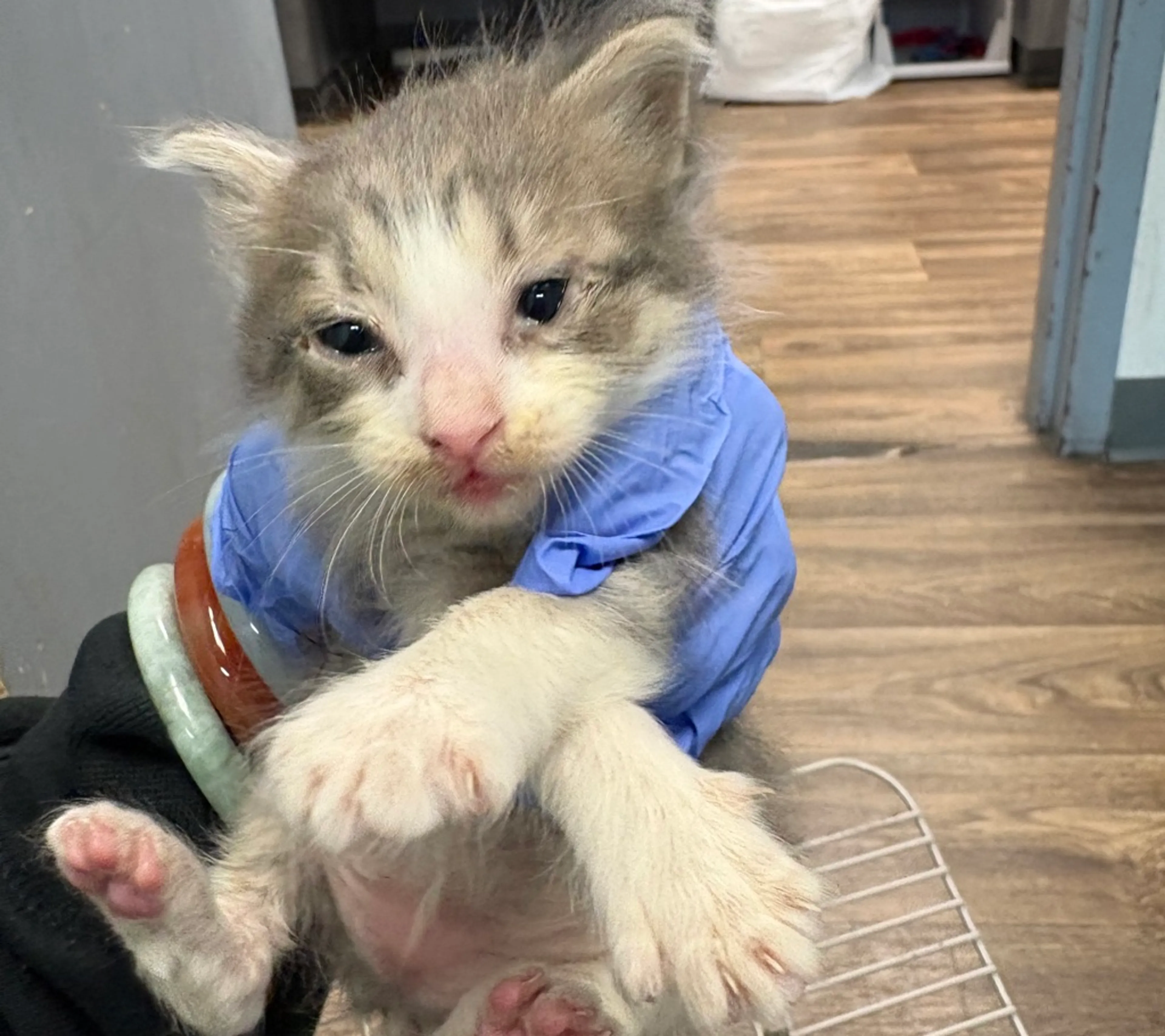 Found pet