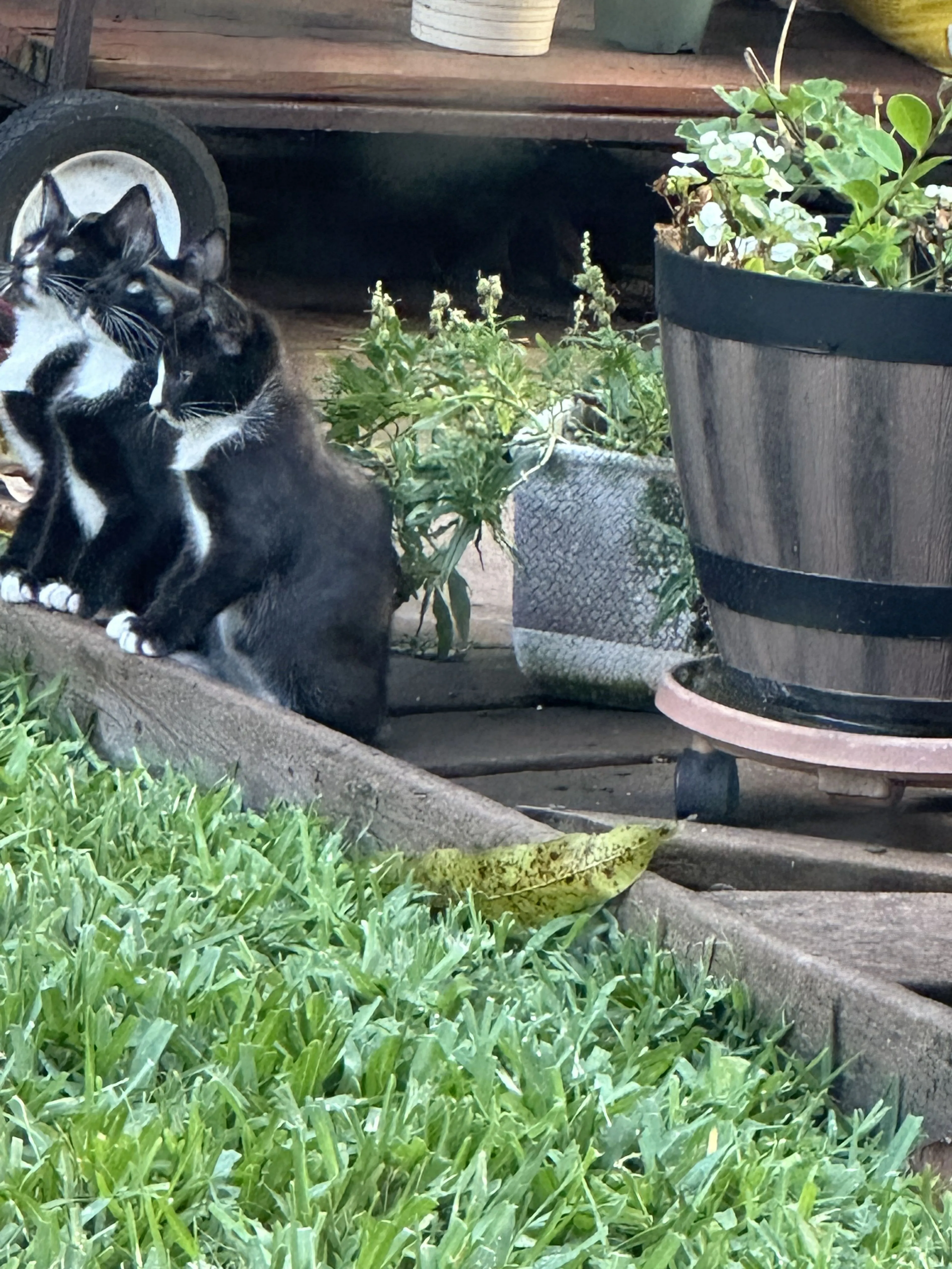 Lost pet