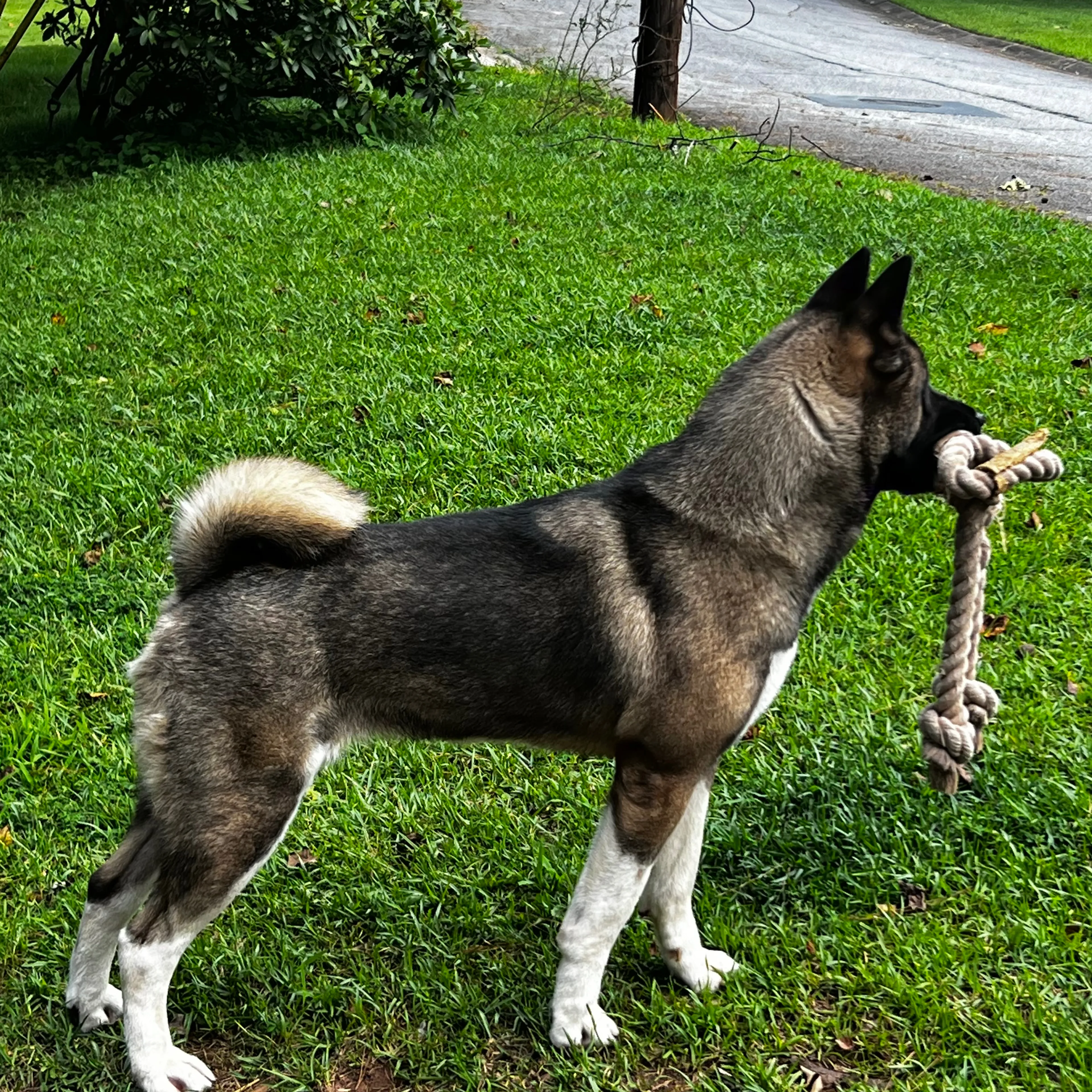 Lost pet-1