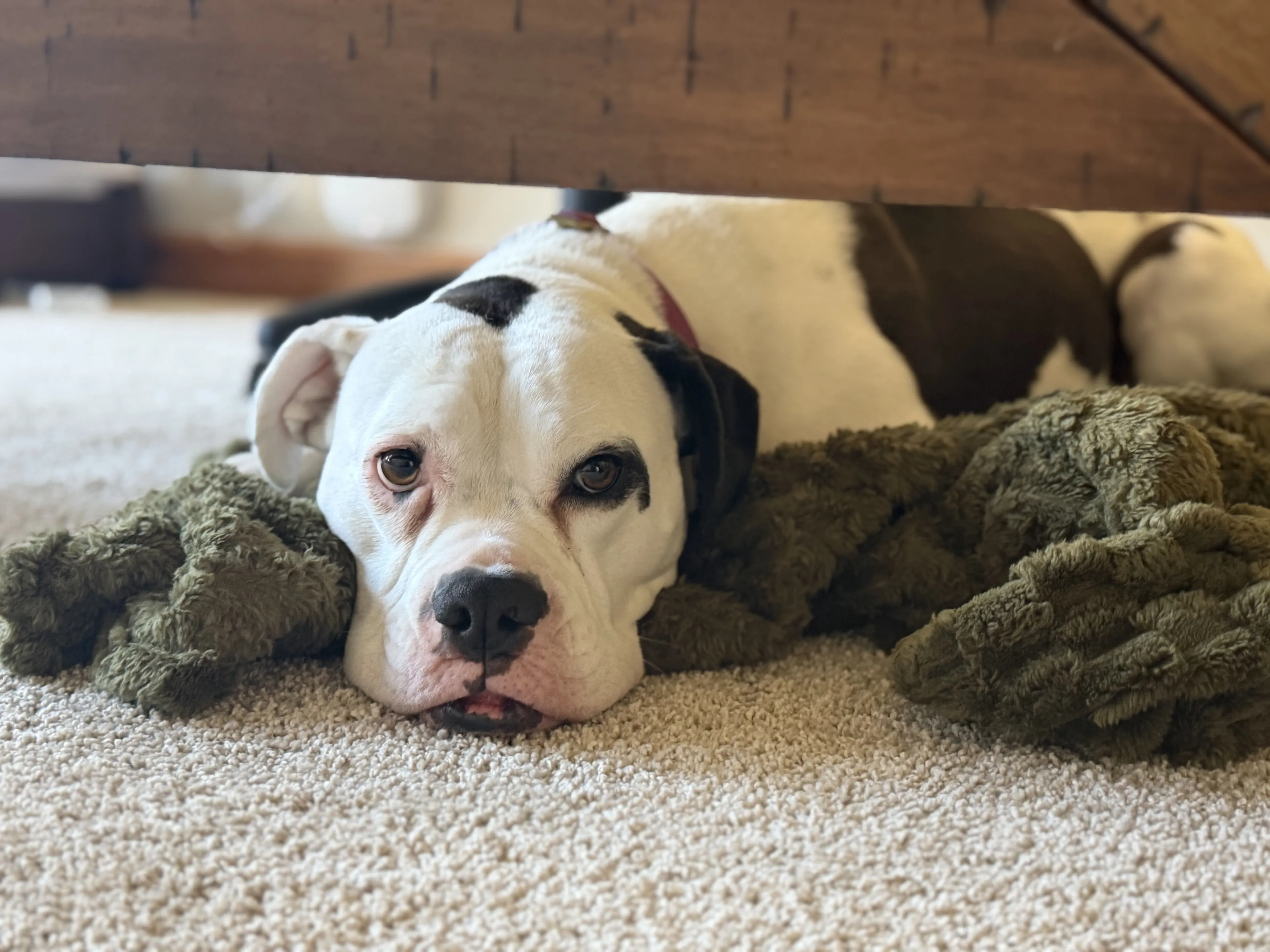 Lost pet