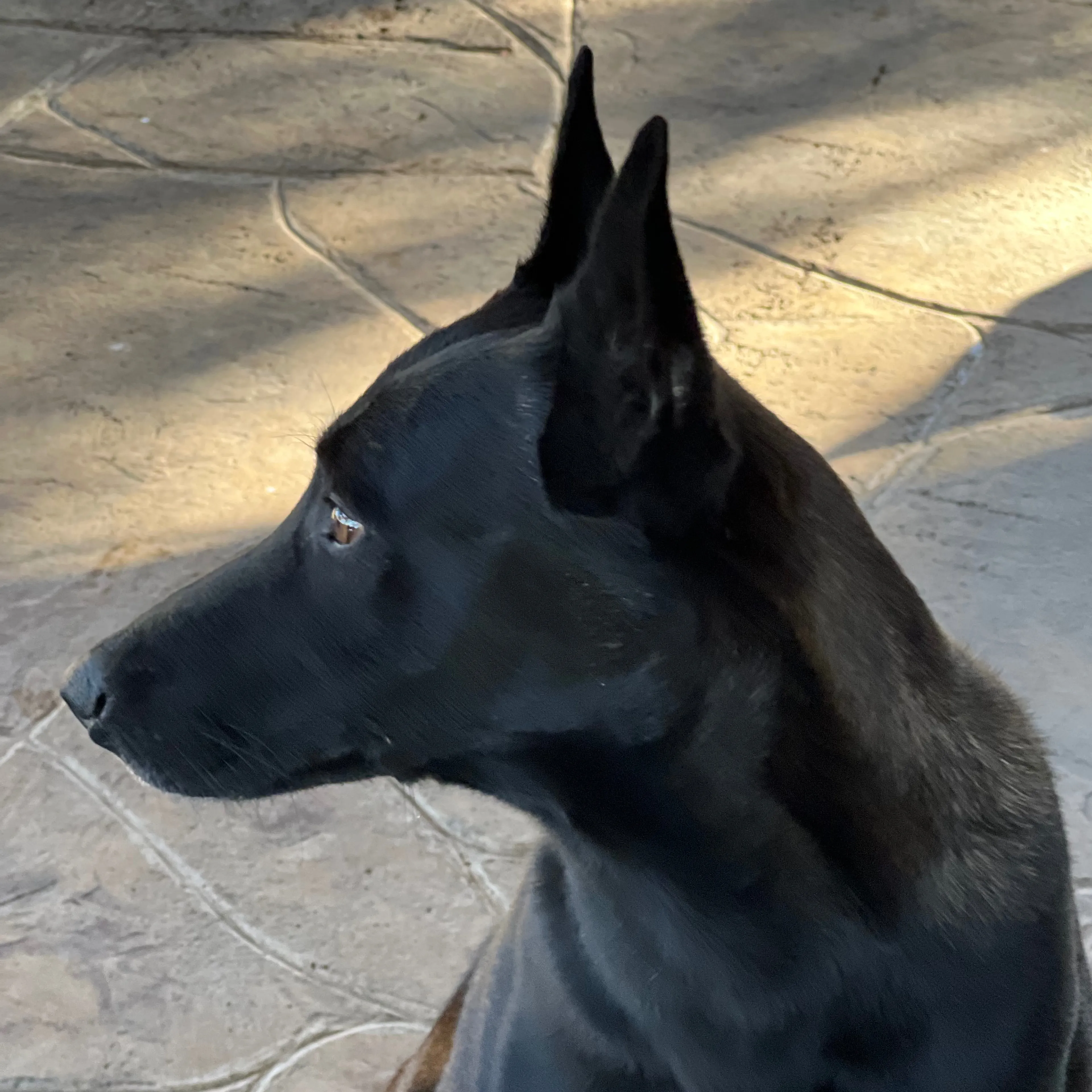 Lost pet-3