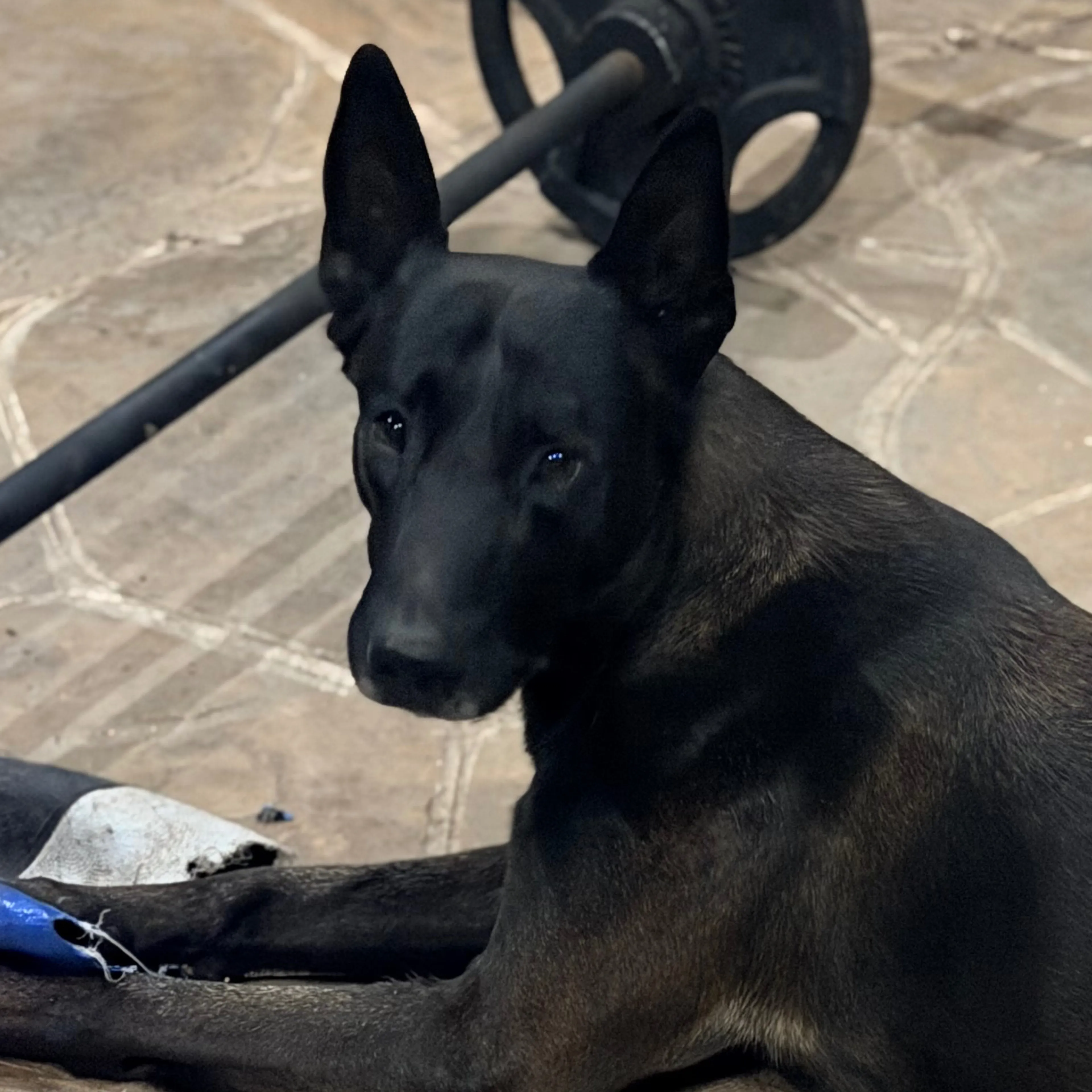 Lost pet-2