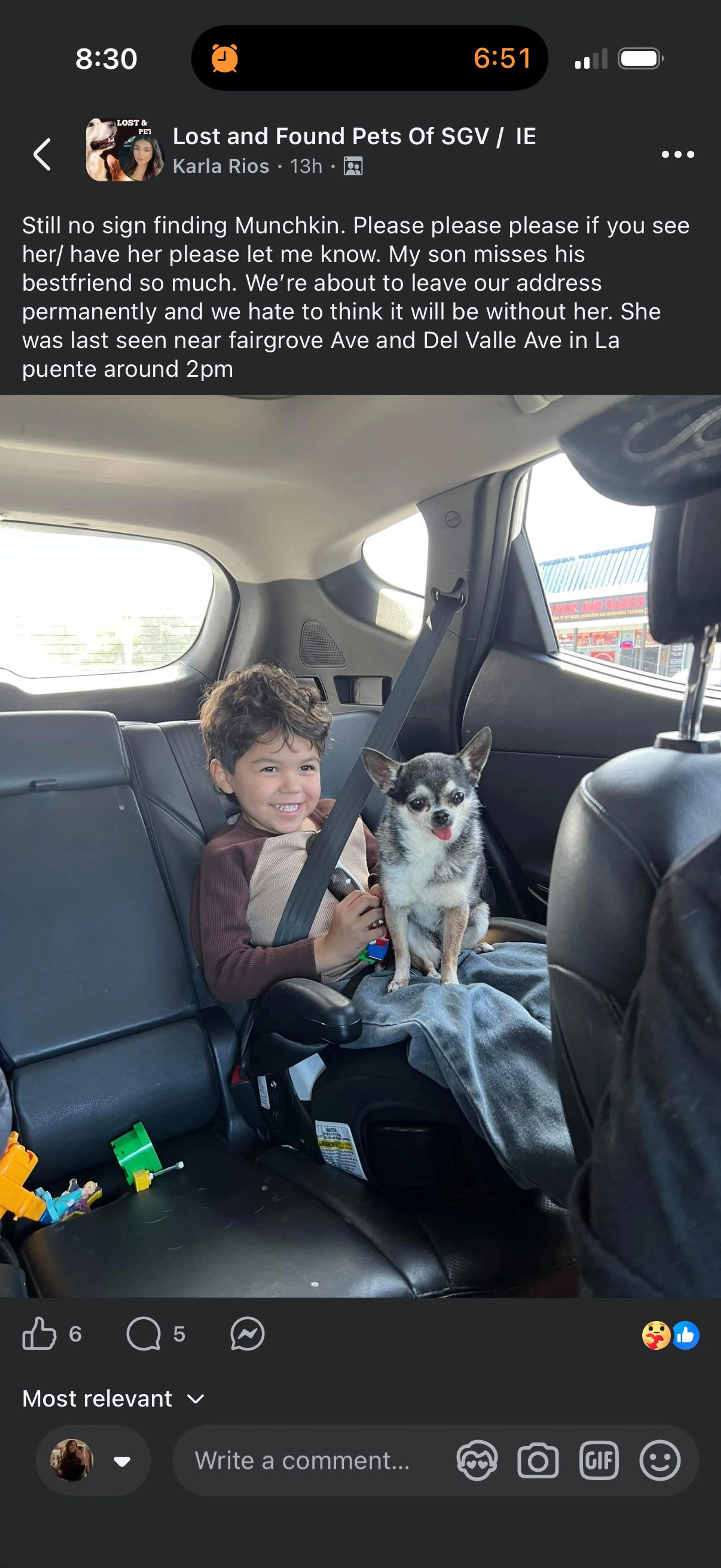 Lost pet
