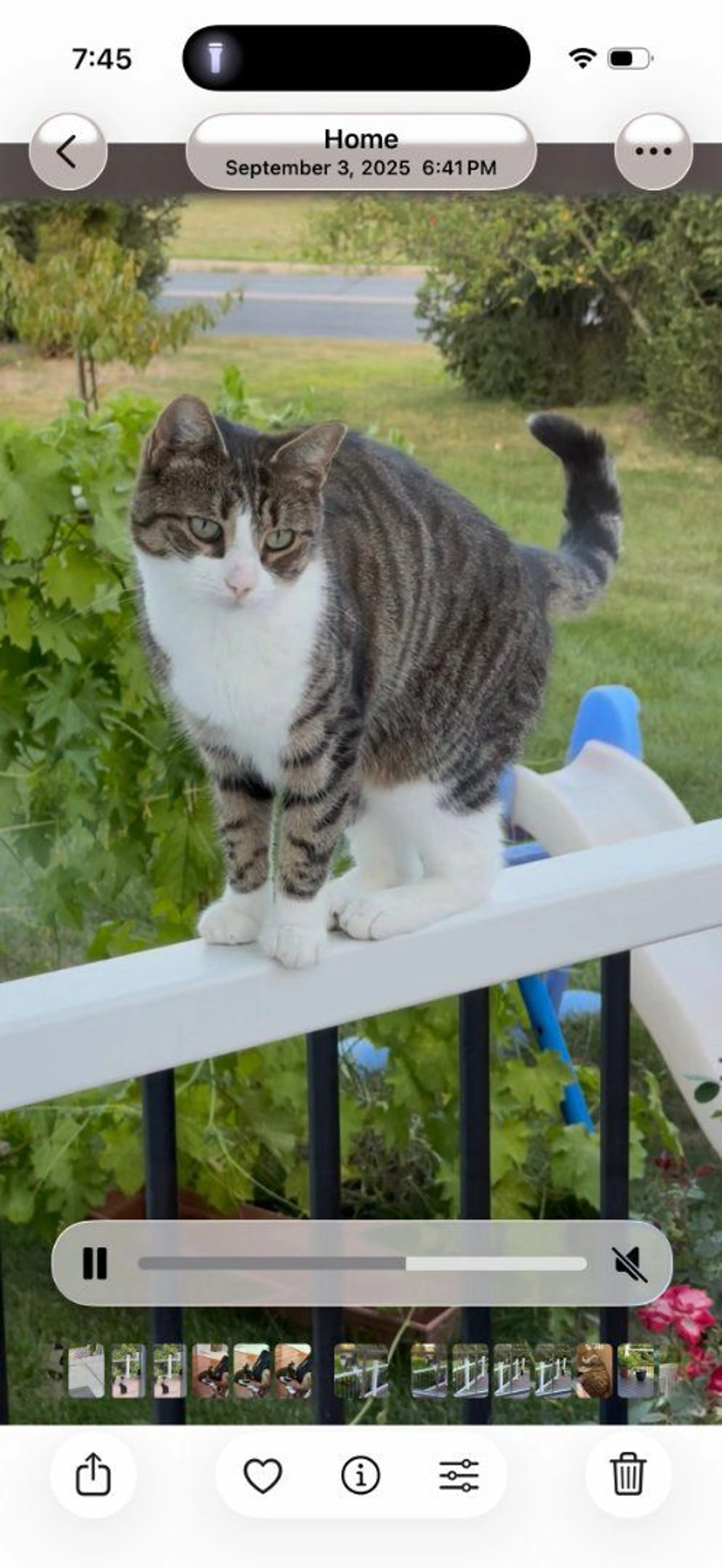 Lost pet