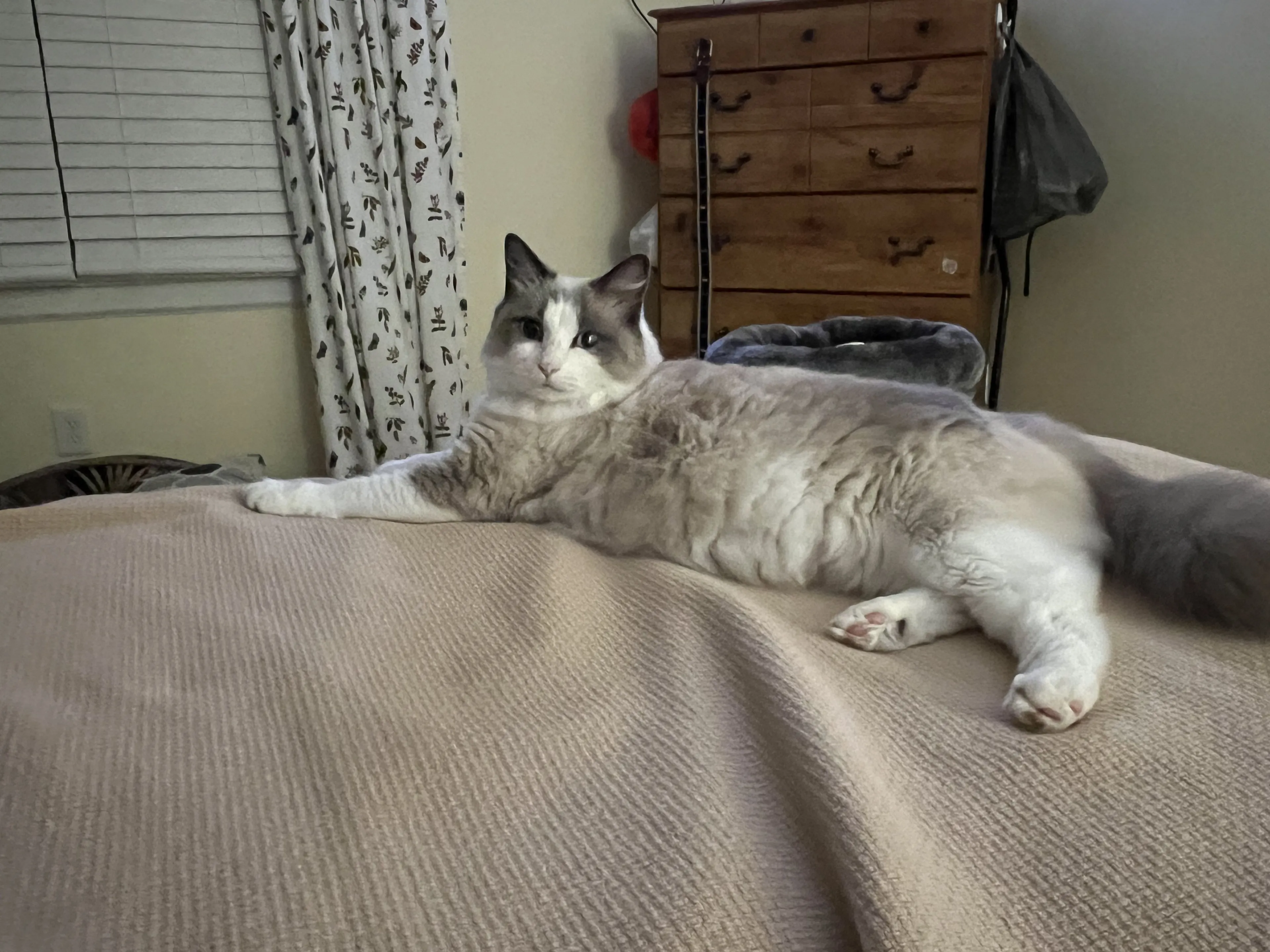 Lost pet-1