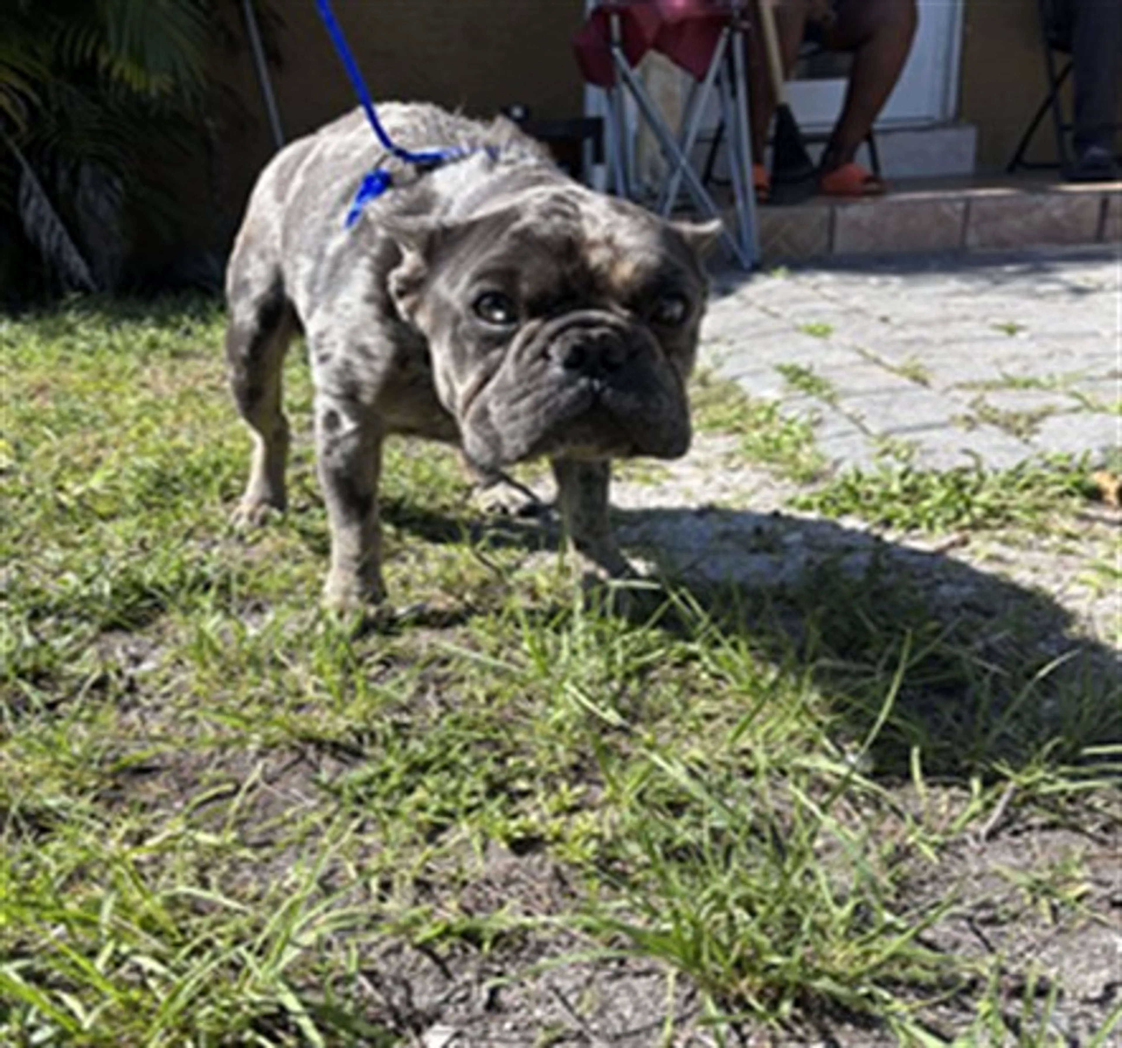 Found pet