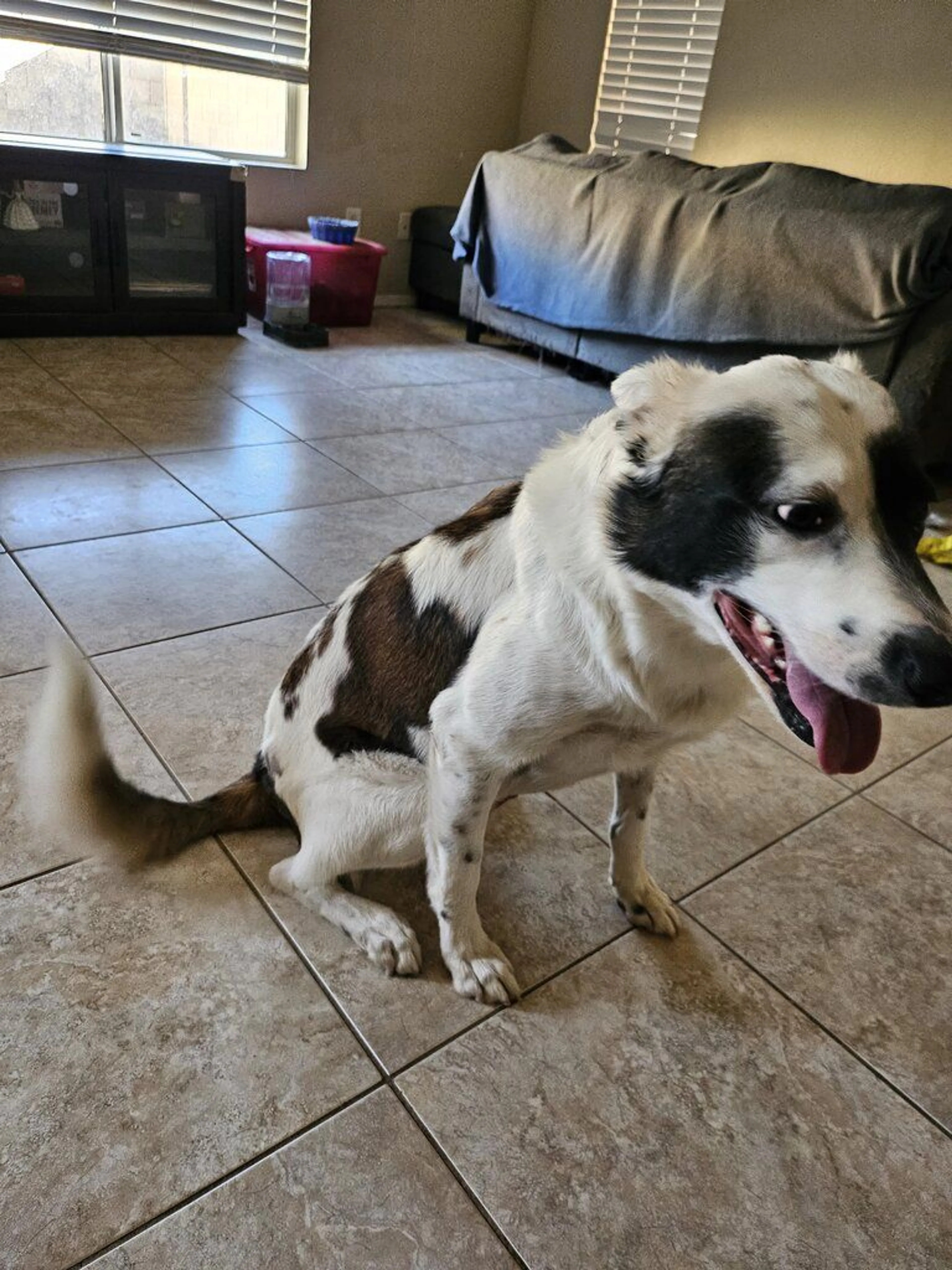 Lost pet-2
