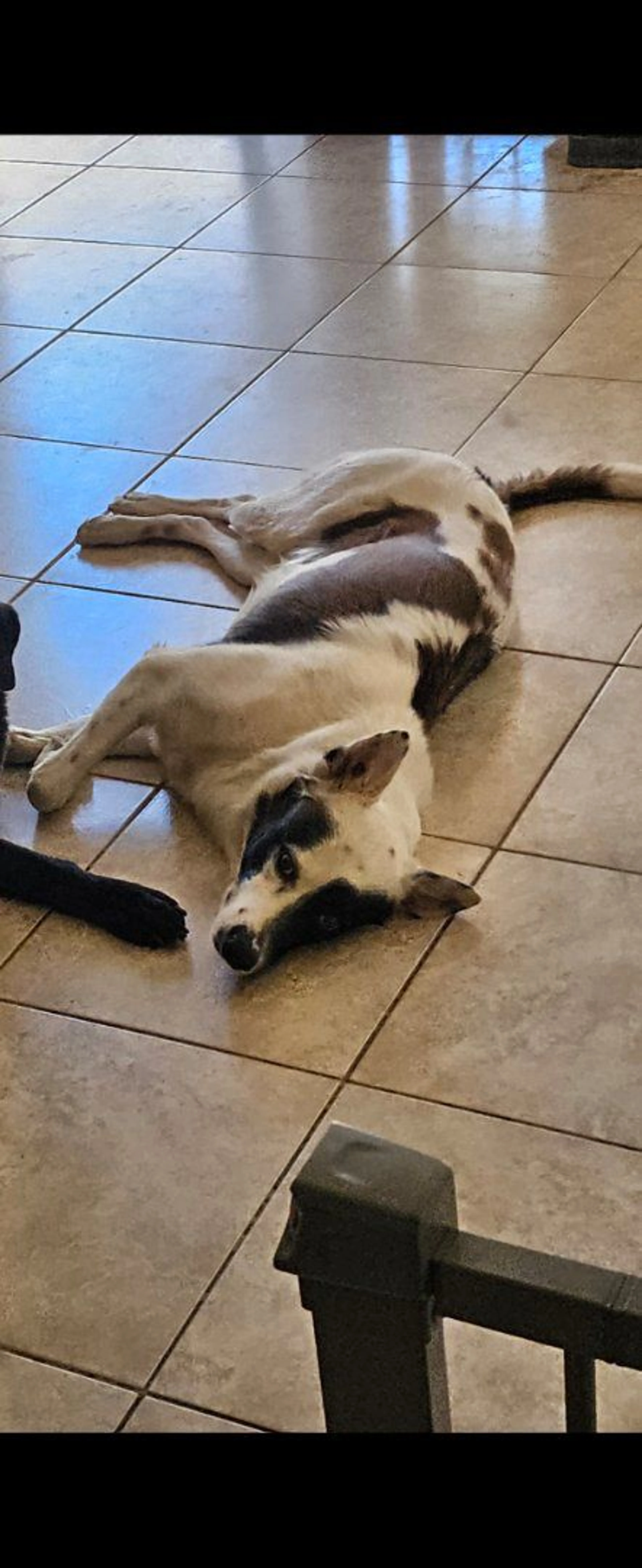 Lost pet-4
