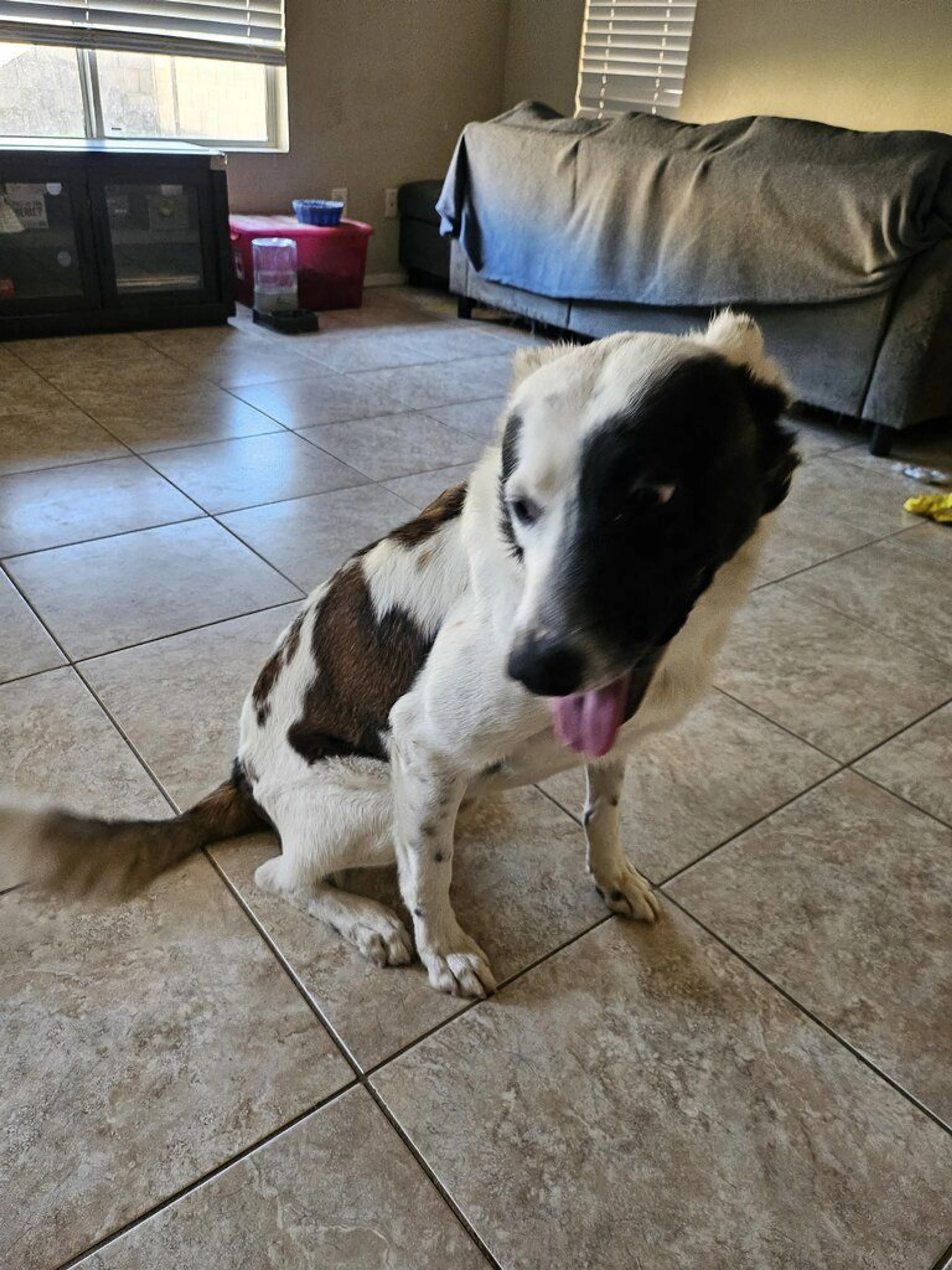 Lost pet-1