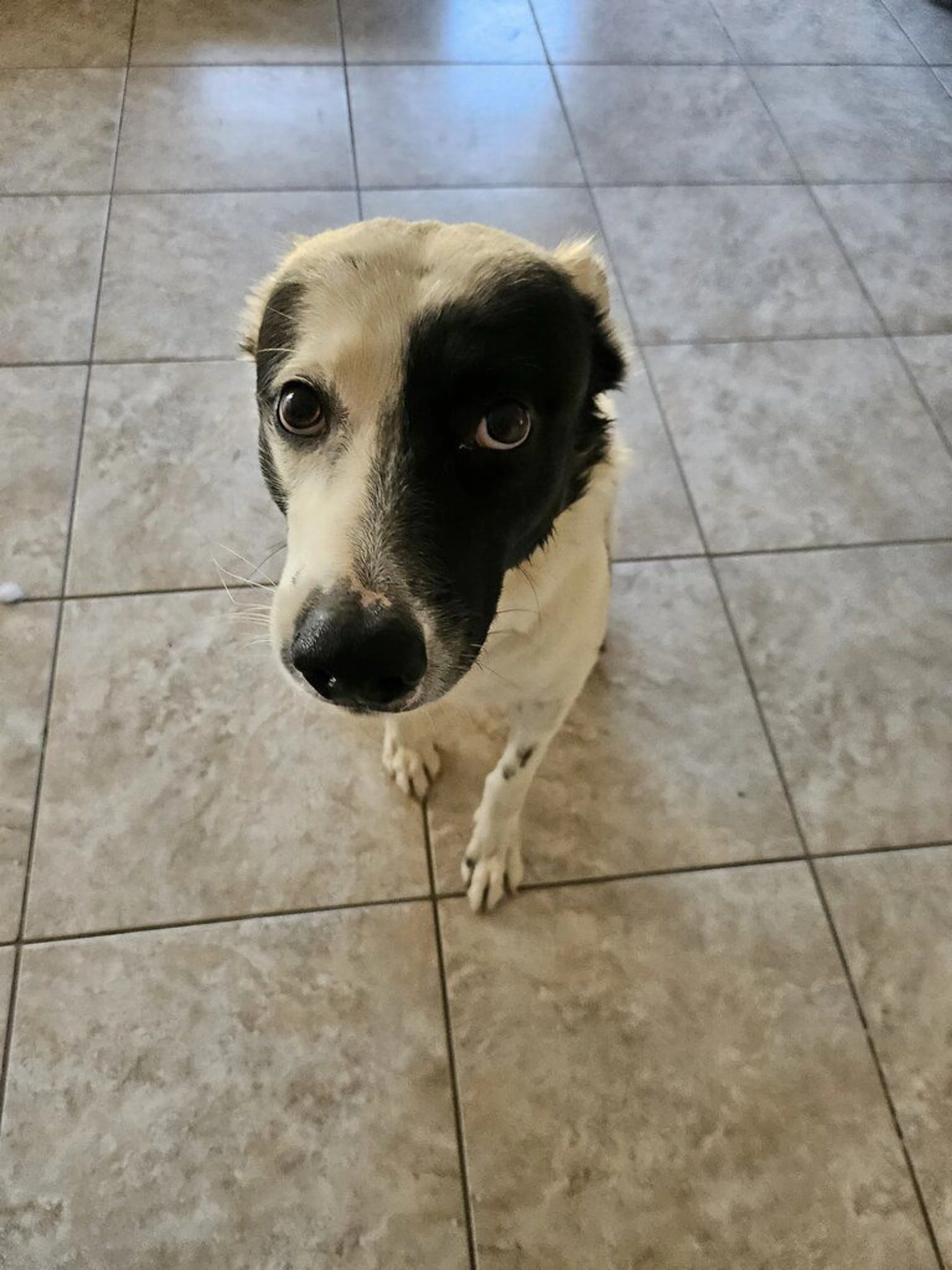 Lost pet-0