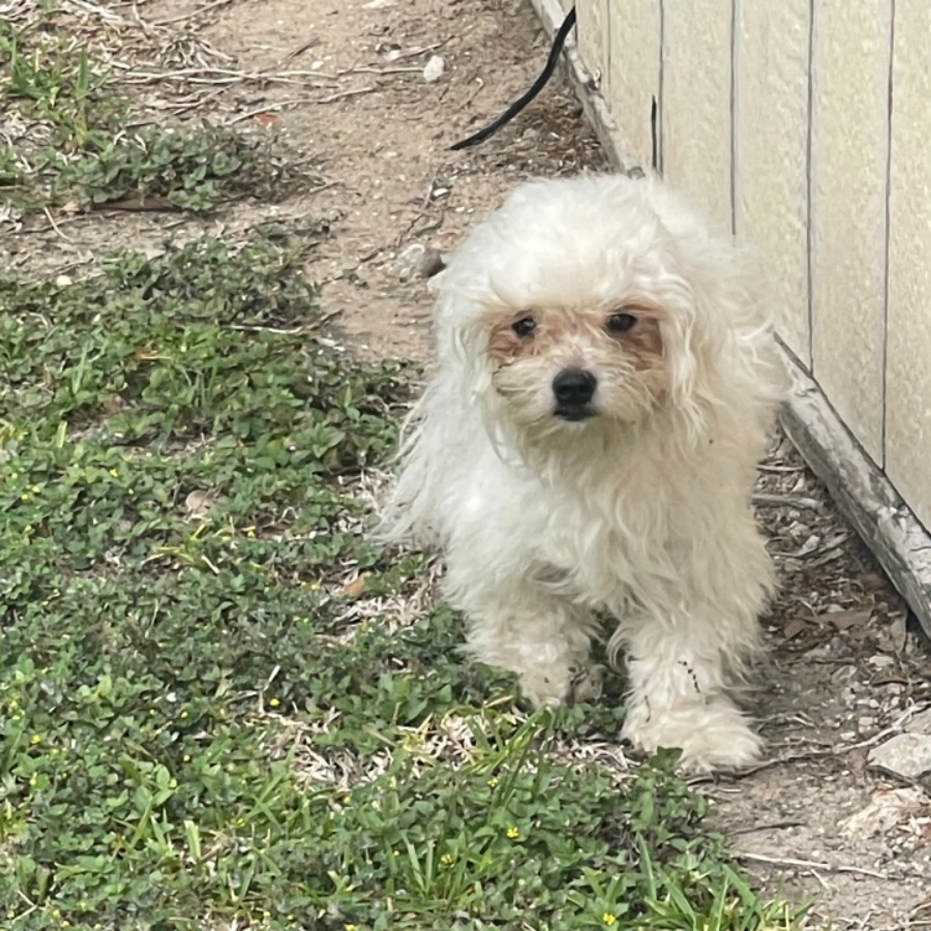 Found pet