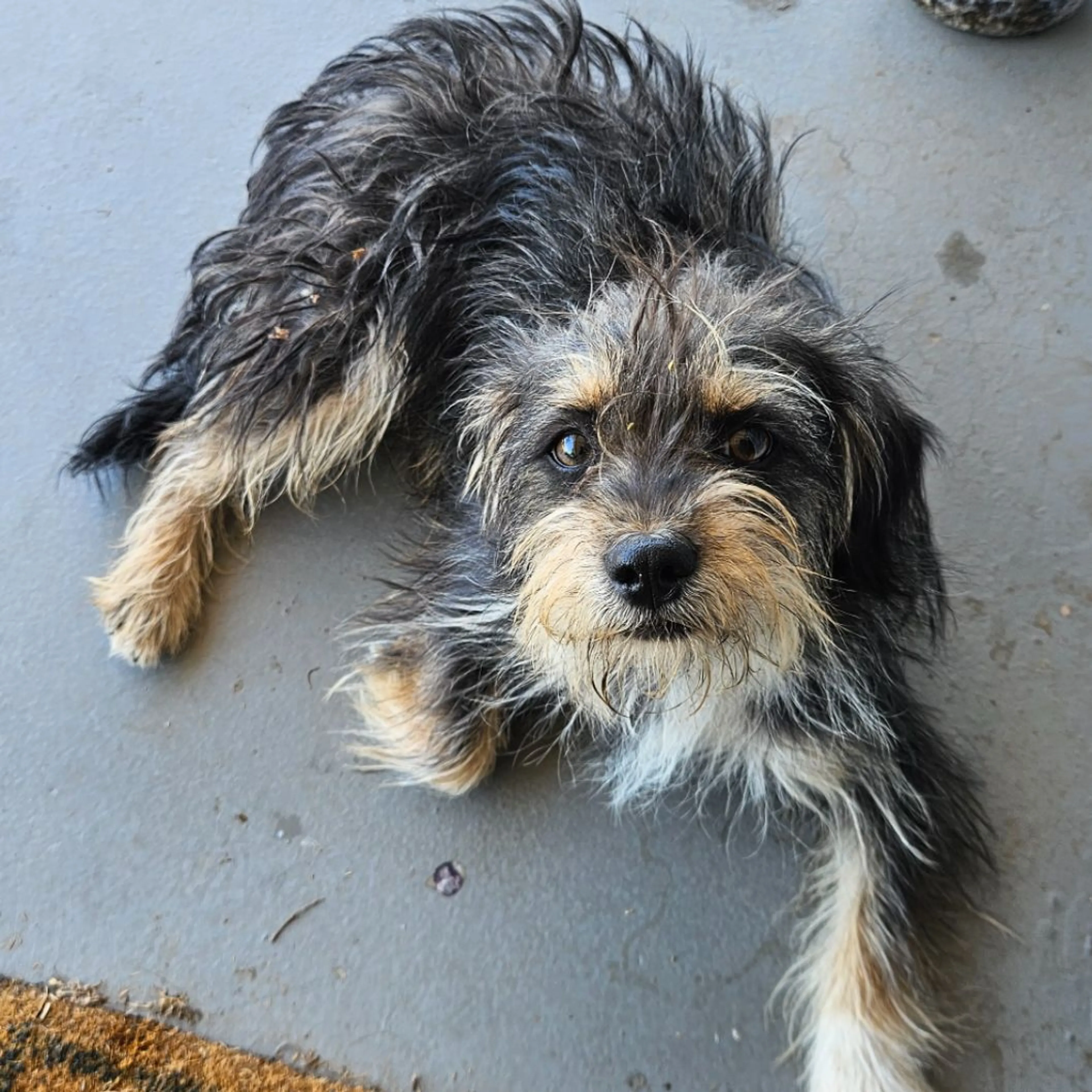 Found pet-0